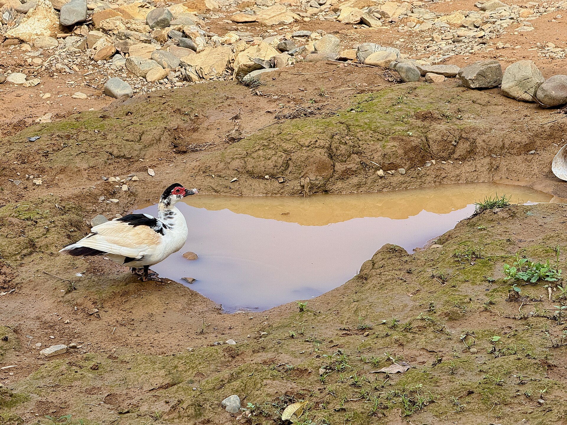 Muscovy Duck (Cairina moschata)