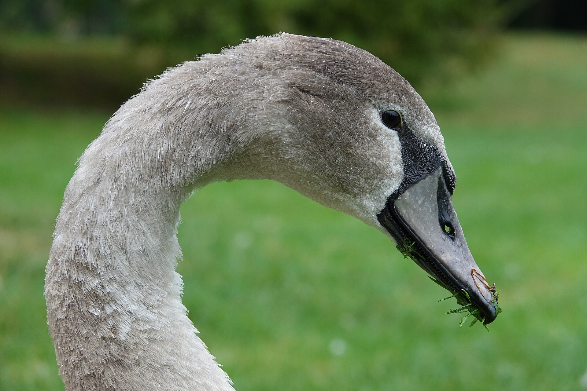 Mute Swan Mute Swan (Cygnus olor)