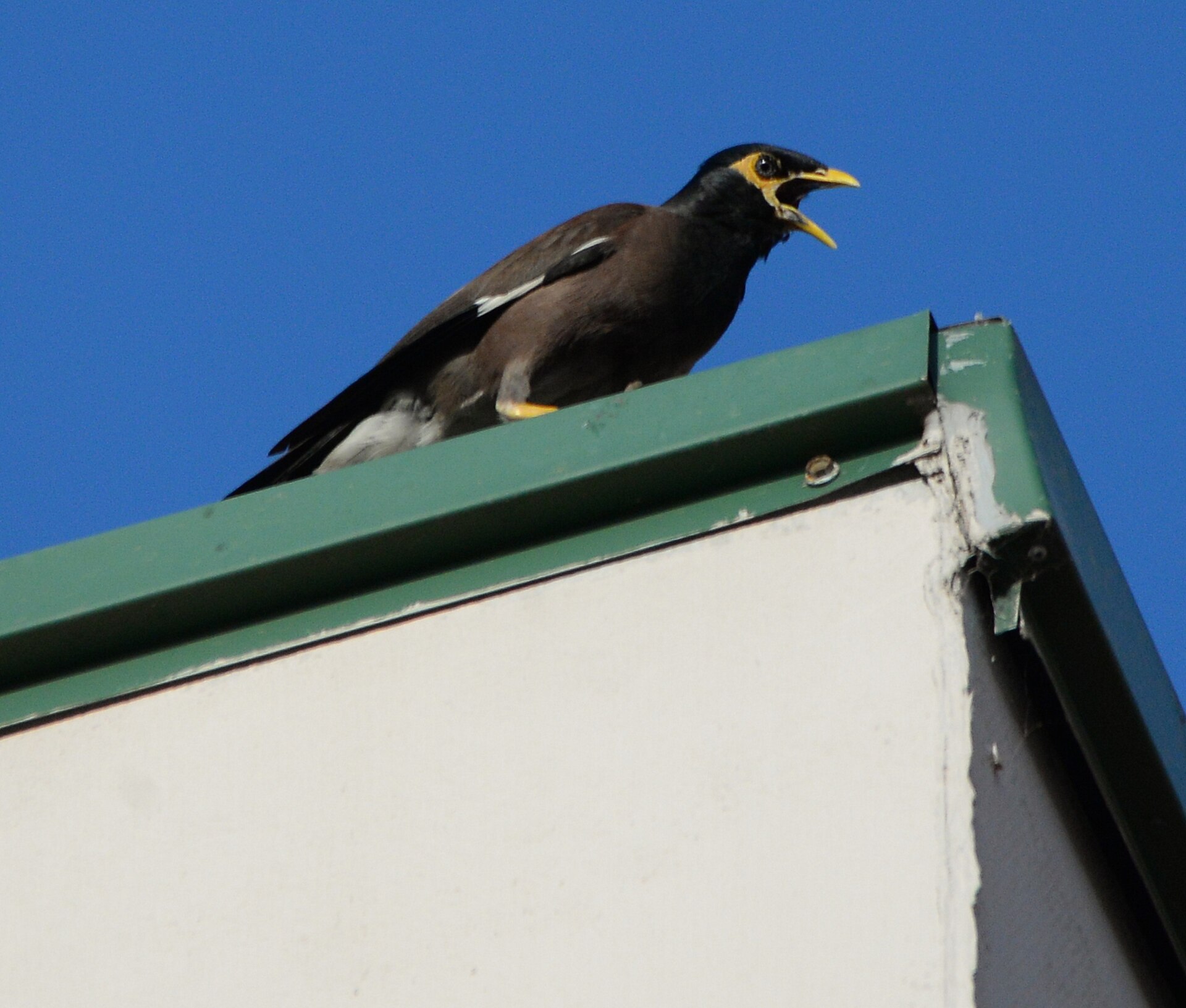 Mynah Bird ()