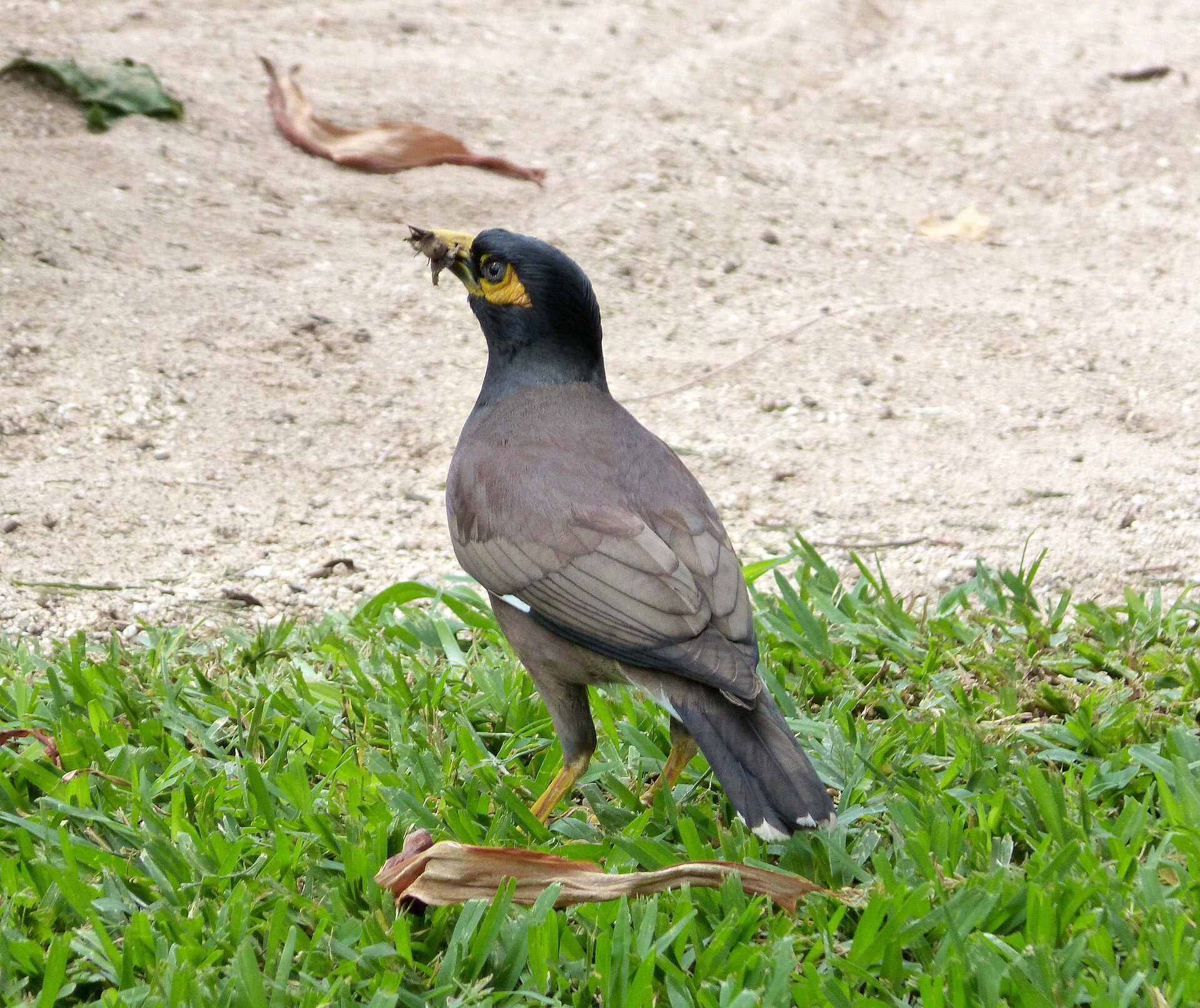 Mynah Mynah (Acridotheres ginginianus)