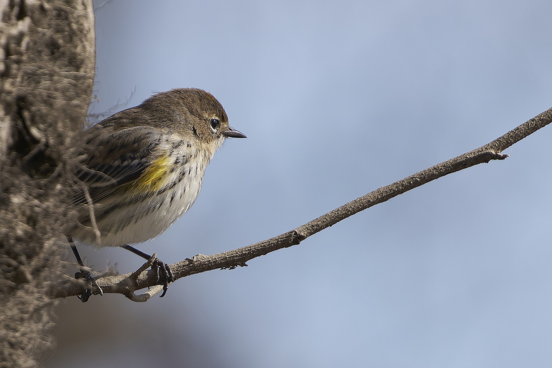 Myrtle Warbler ()