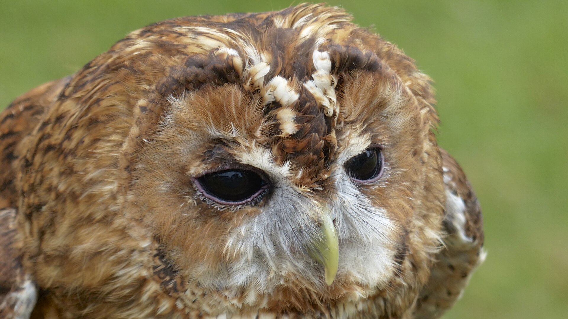 Mysterious Owl ()