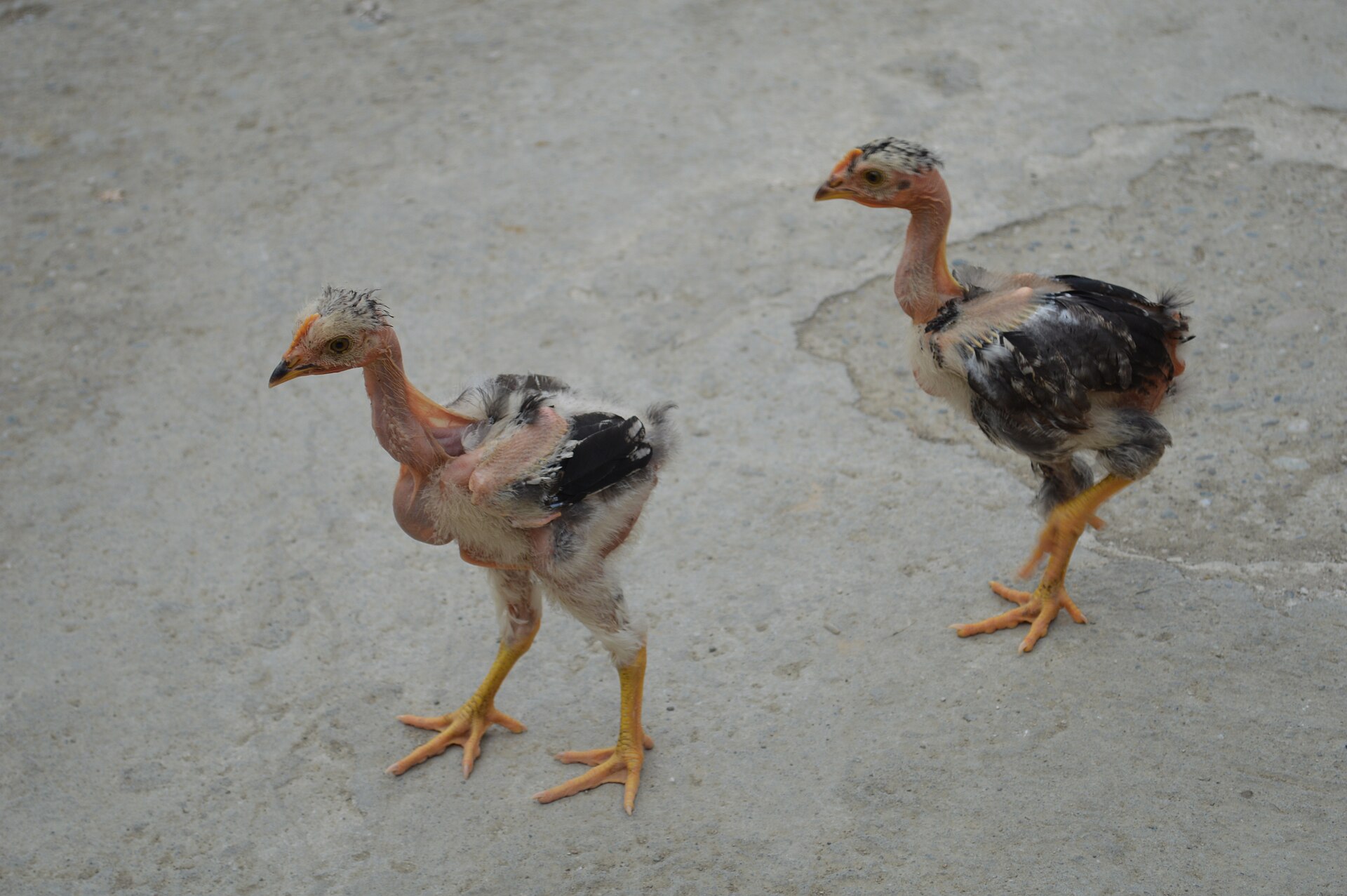 Naked Neck Chicken ()