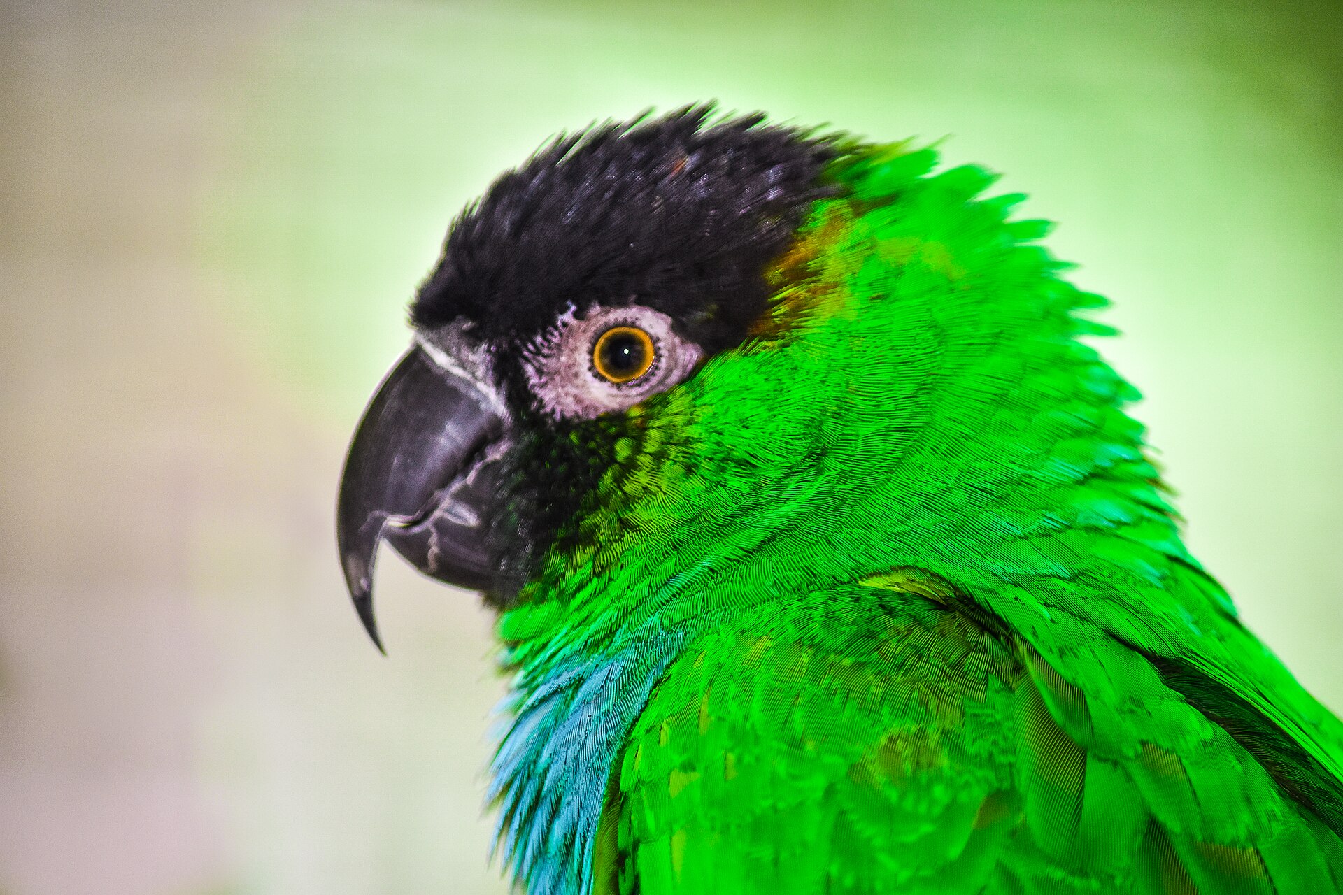 Nanday Conure (Aratinga nenday)