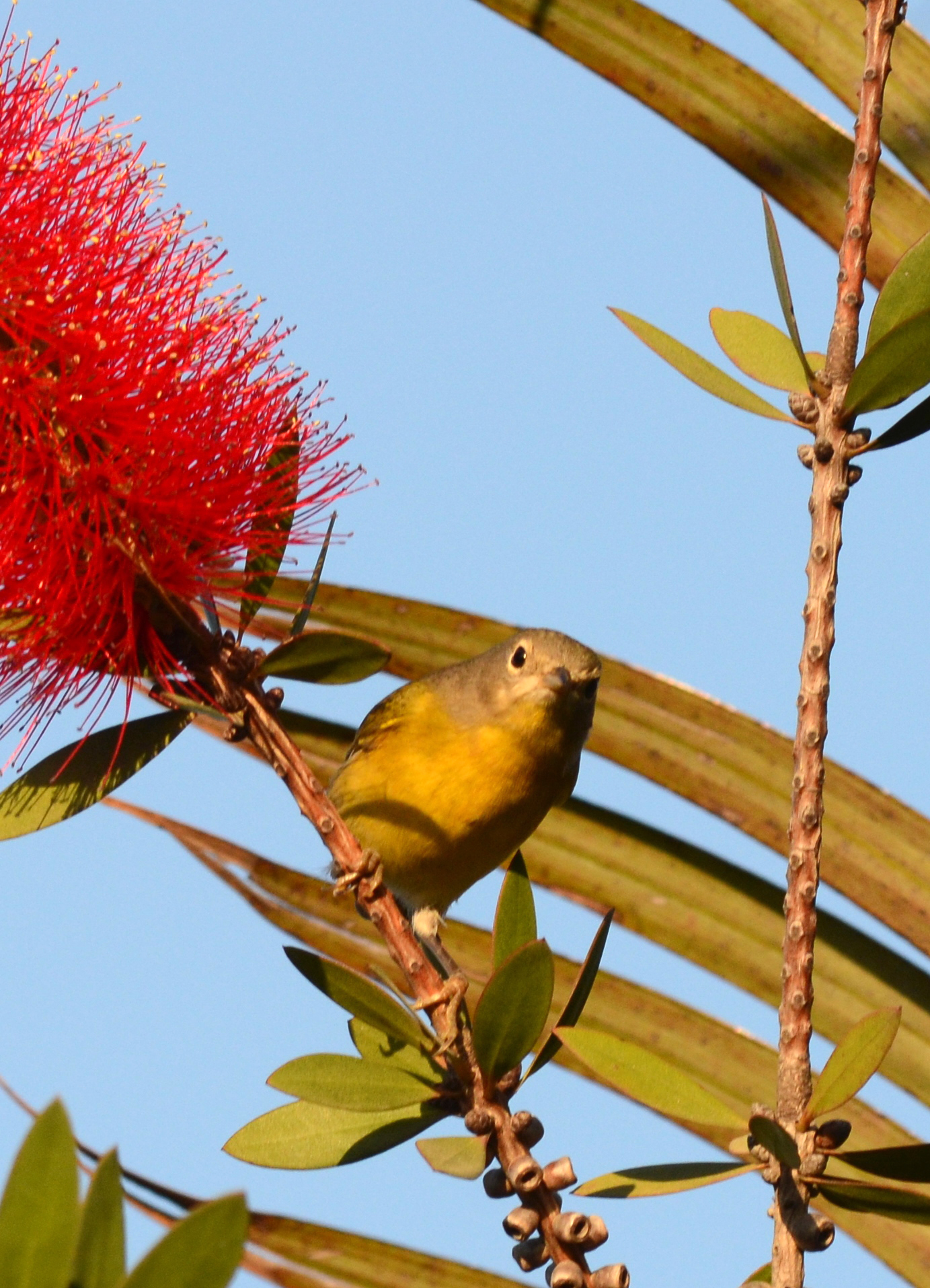 nashville warbler