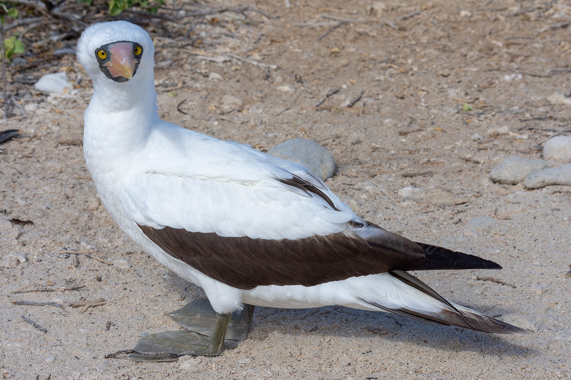 Nazca Booby Nazca Booby (Sula granti)