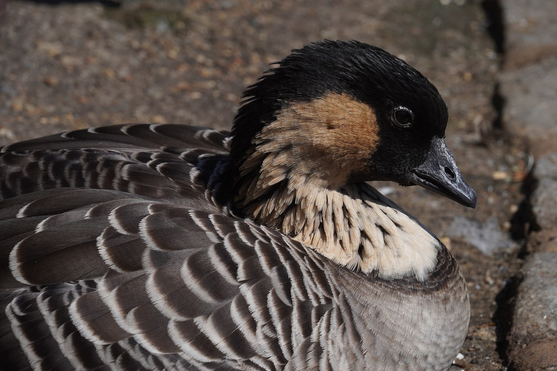 Nene Goose Nene Goose ()