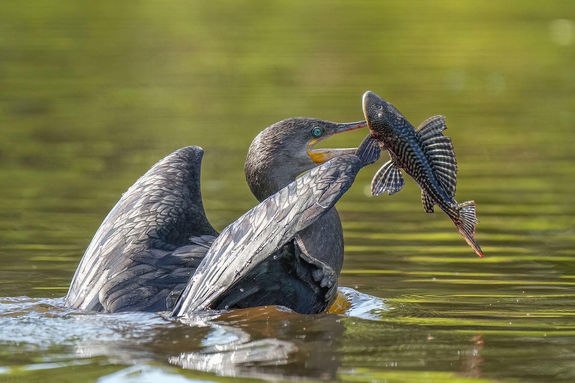 Neotropic Cormorant (Nannopterum brasilianum)