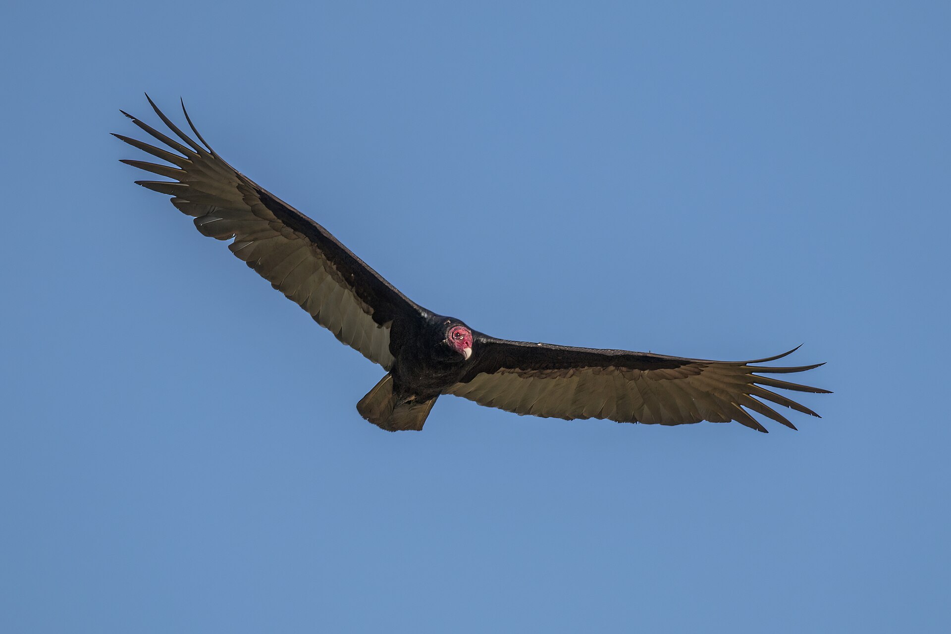 New World Vulture New World Vulture (Cathartes aura)