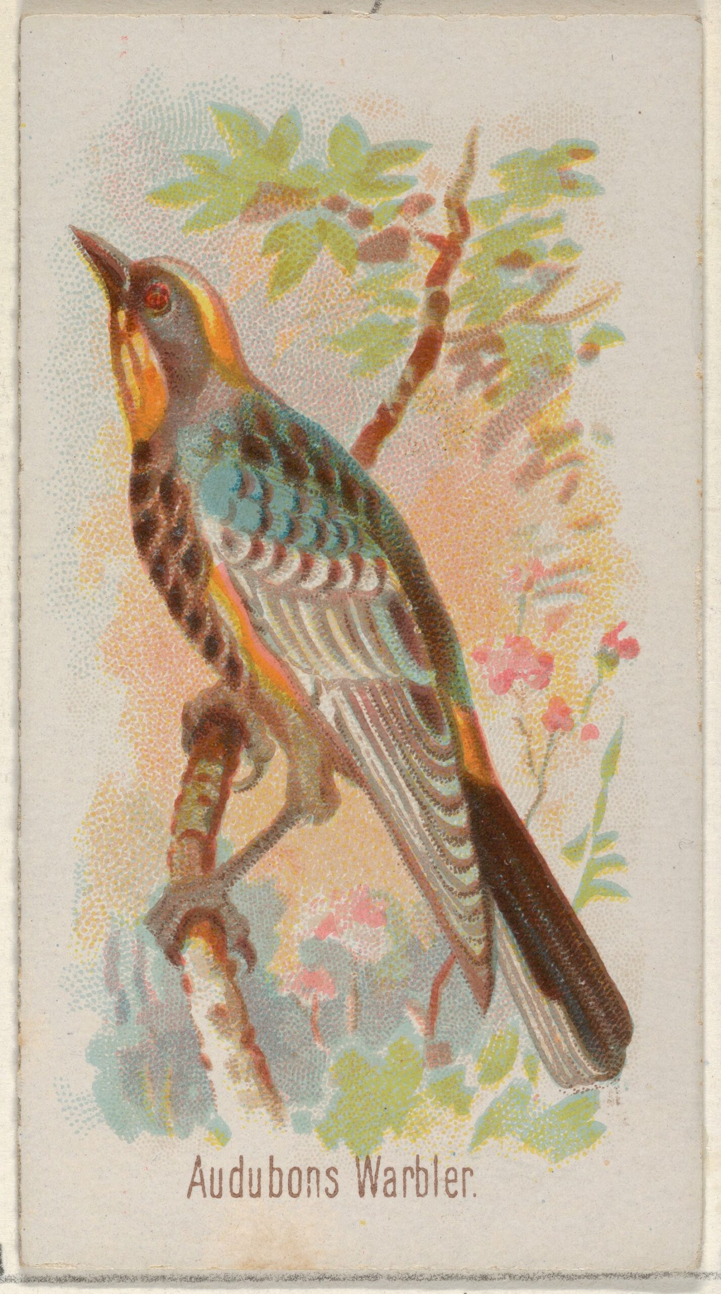 New World Warbler ()