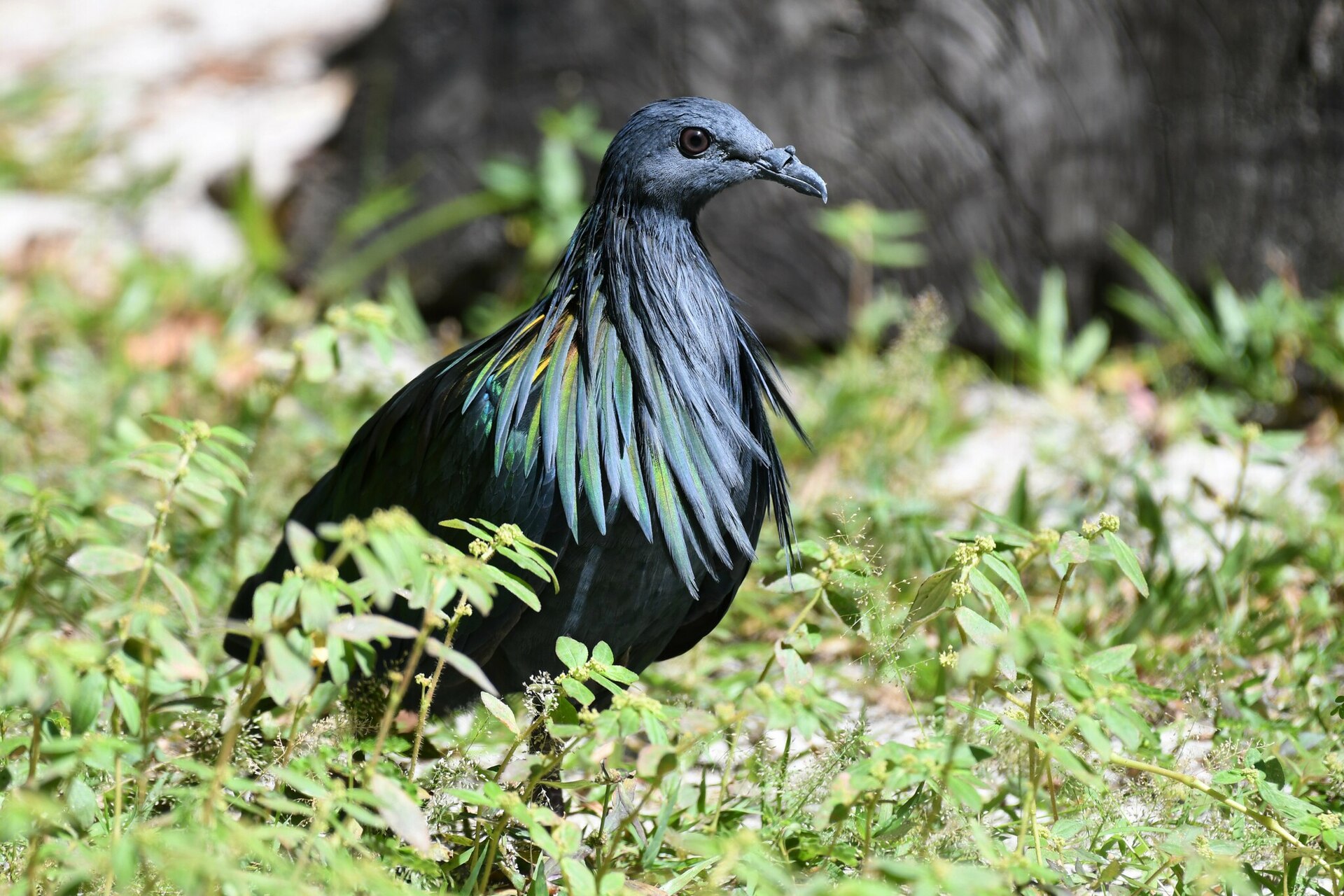 Nicobar Pigeon (Caloenas nicobarica)