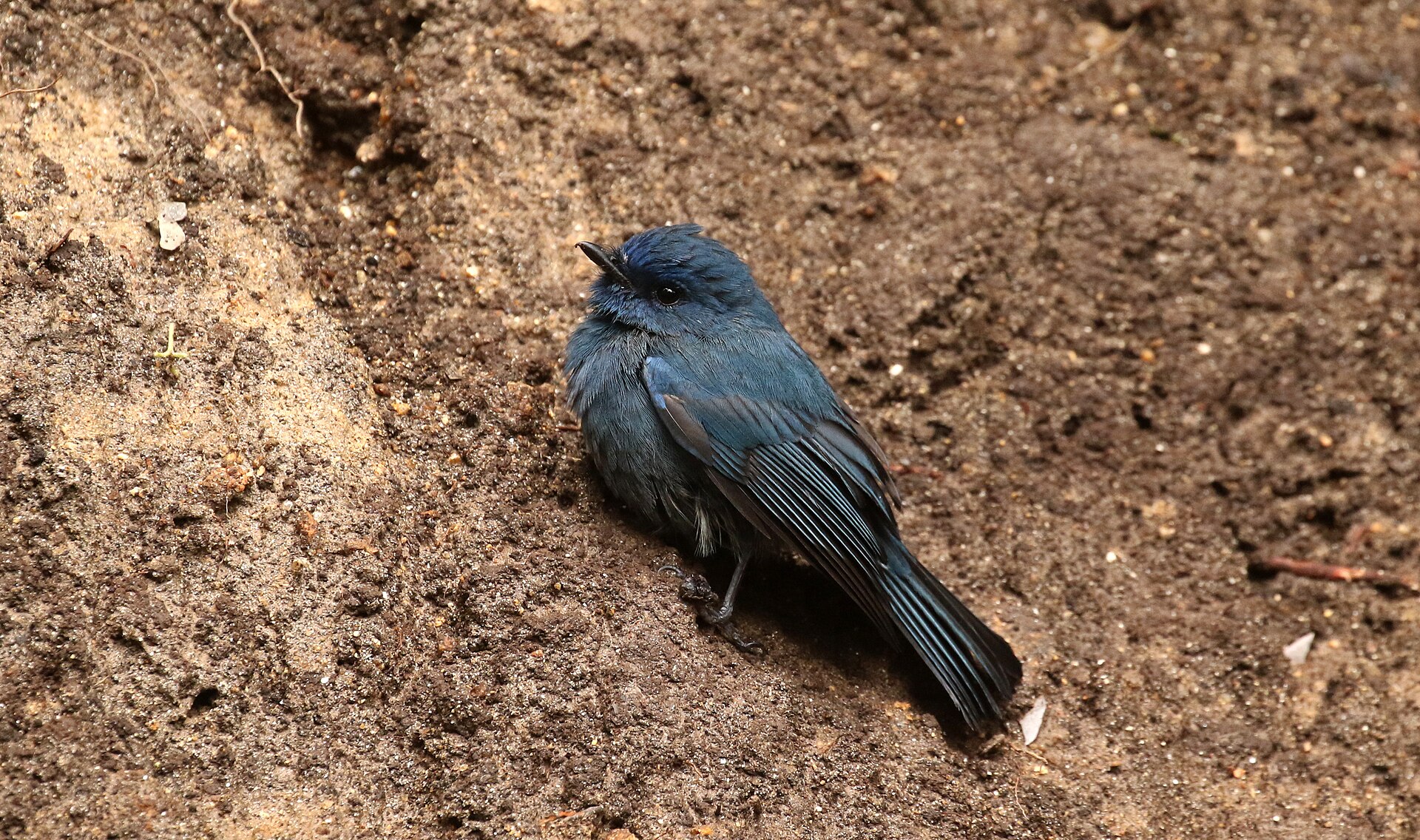 Nilgiri Flycatcher Nilgiri Flycatcher ()