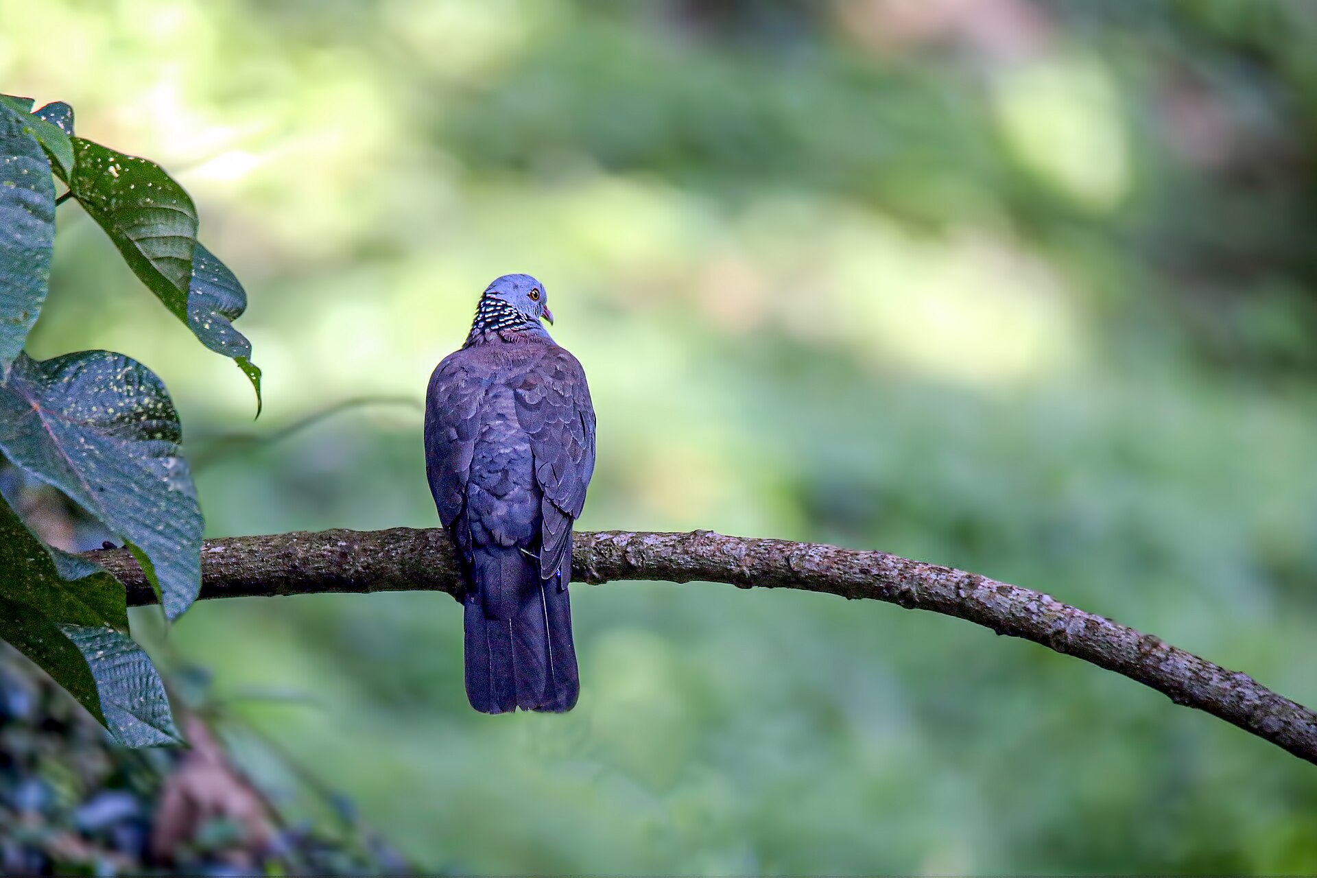 Nilgiri Wood Pigeon (Columba elphinstonii)