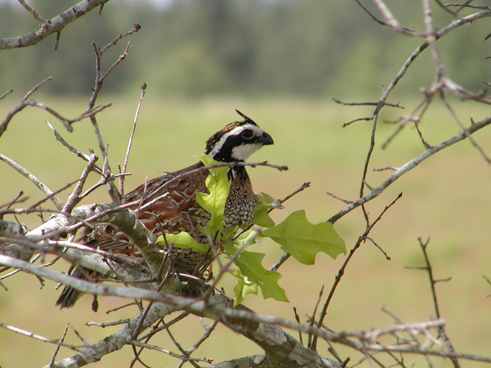 Northern Bobwhite Quail Northern Bobwhite Quail ()