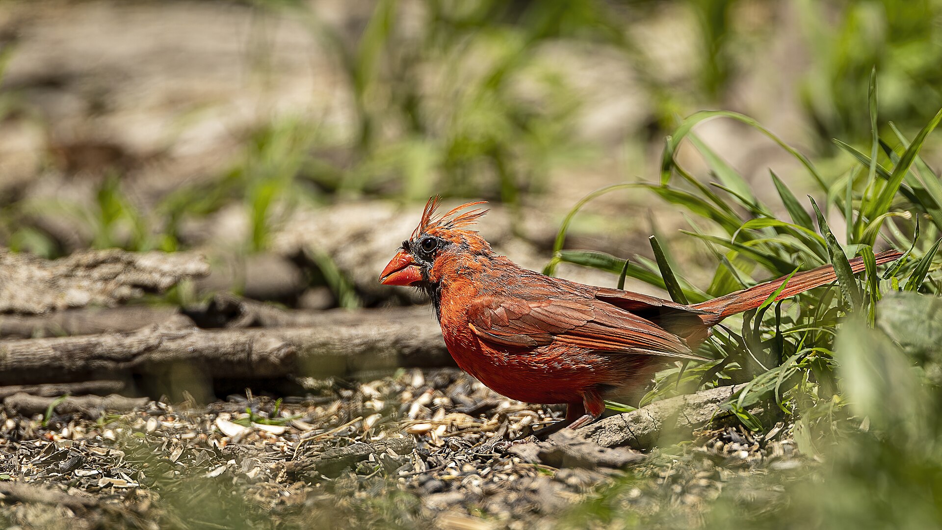 Northern Cardinal Description Northern Cardinal Description ()
