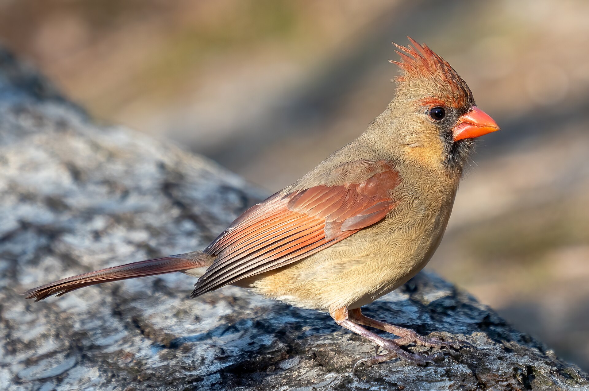 Northern Cardinal Feature ()