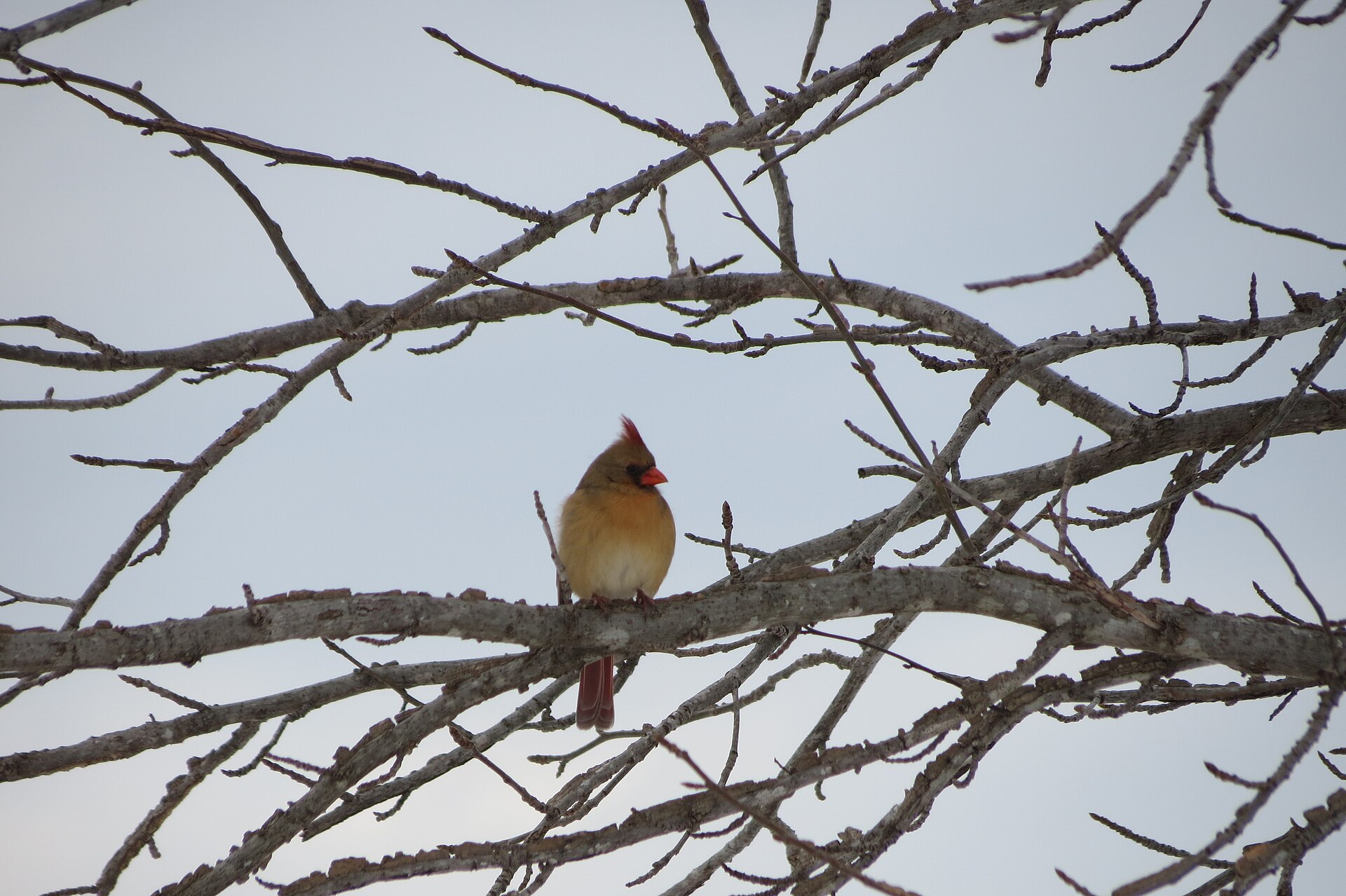 Northern Cardinals Watch Northern Cardinals Watch ()