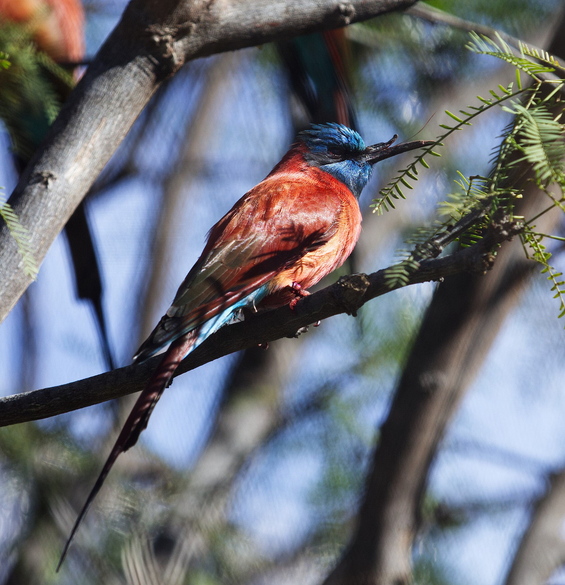 Northern Carmine Bee-eater Northern Carmine Bee-eater (Merops nubicus)