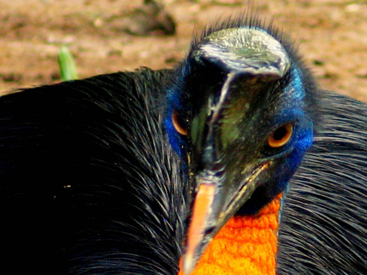 Northern Cassowary ()