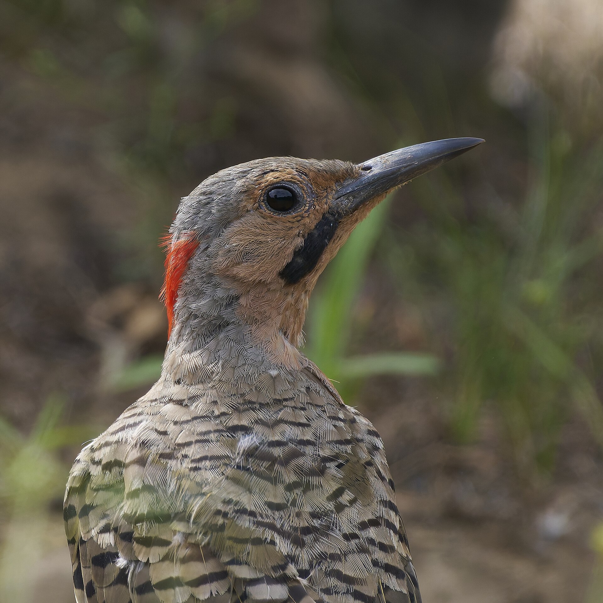 Northern Flicker ()