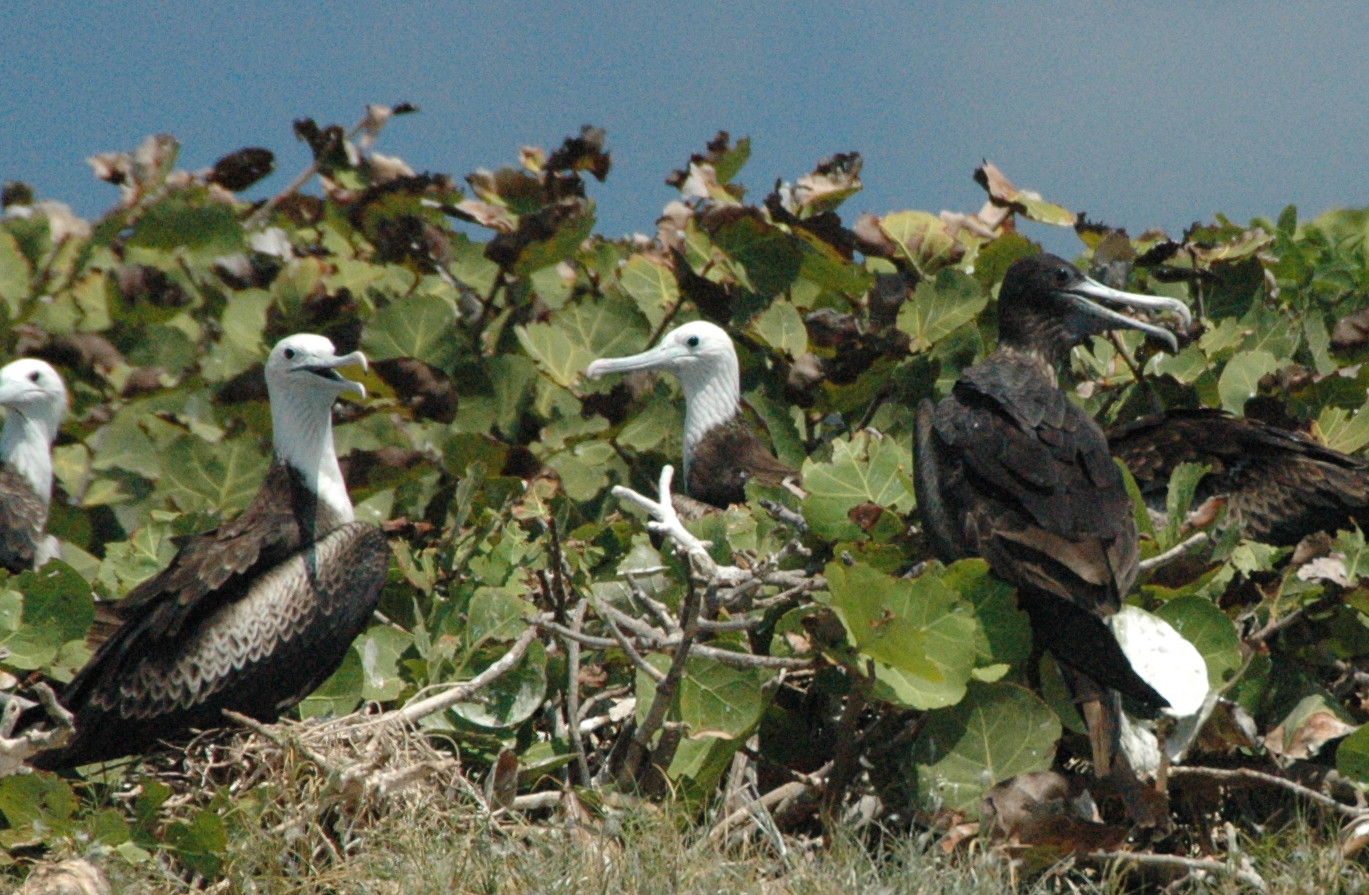 northern frigatebird