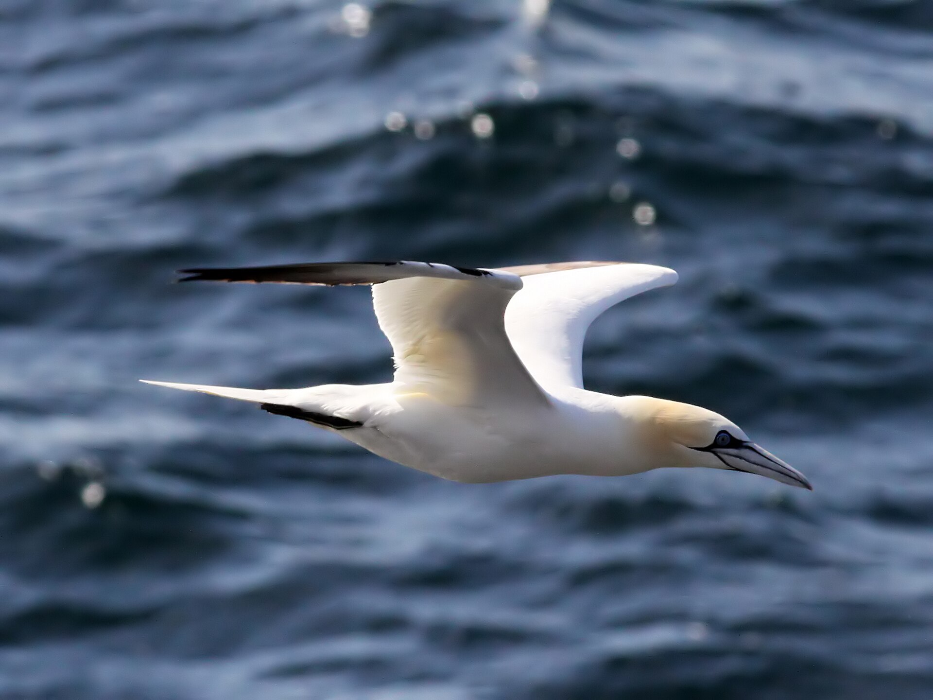 northern gannet