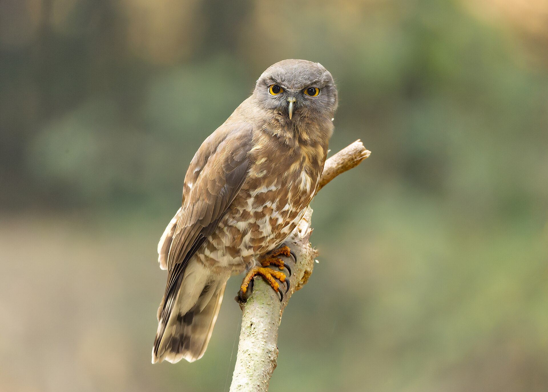 Northern Hawk Owl (Surnia ulula)