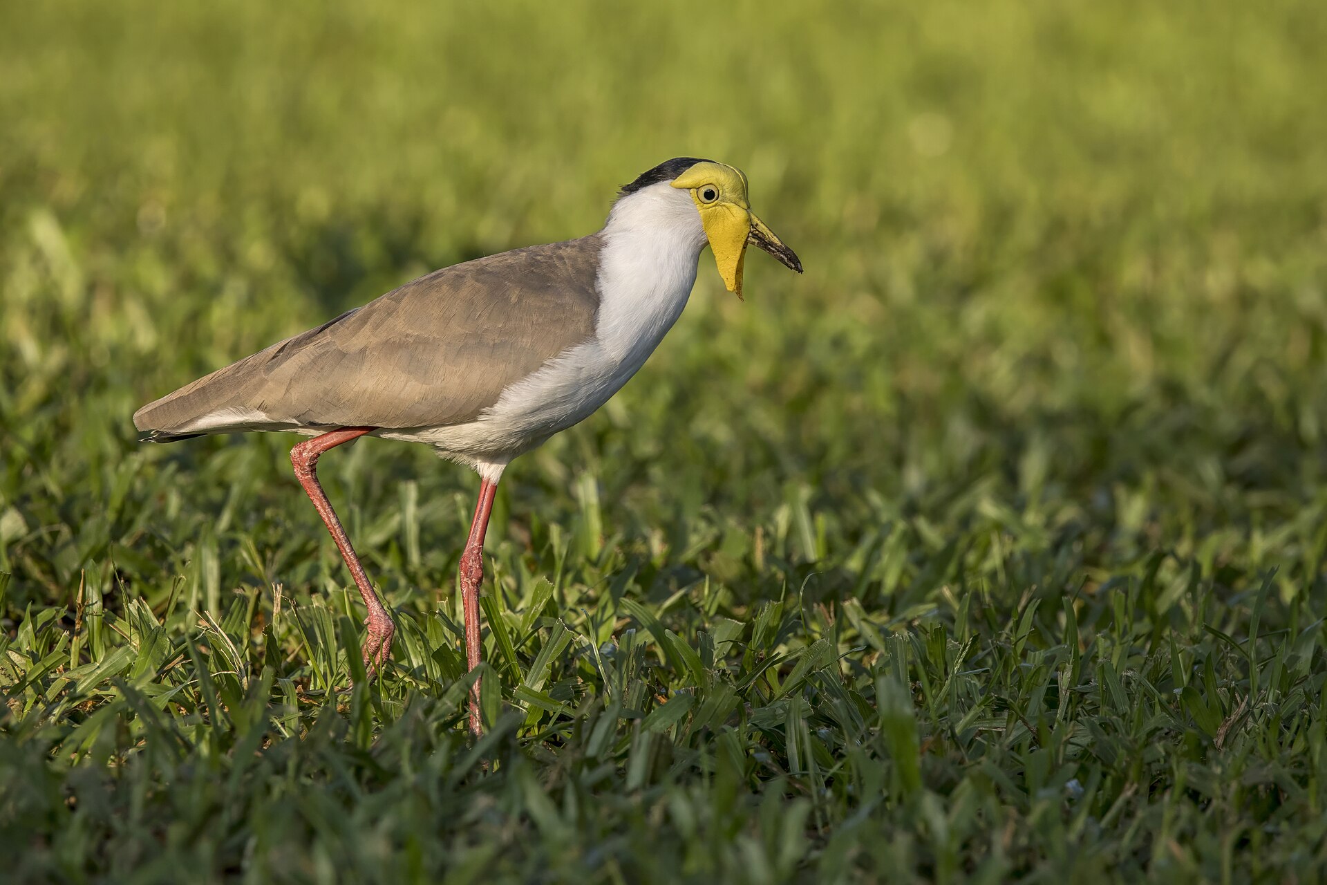 Northern Lapwing (Vanellus vanellus)