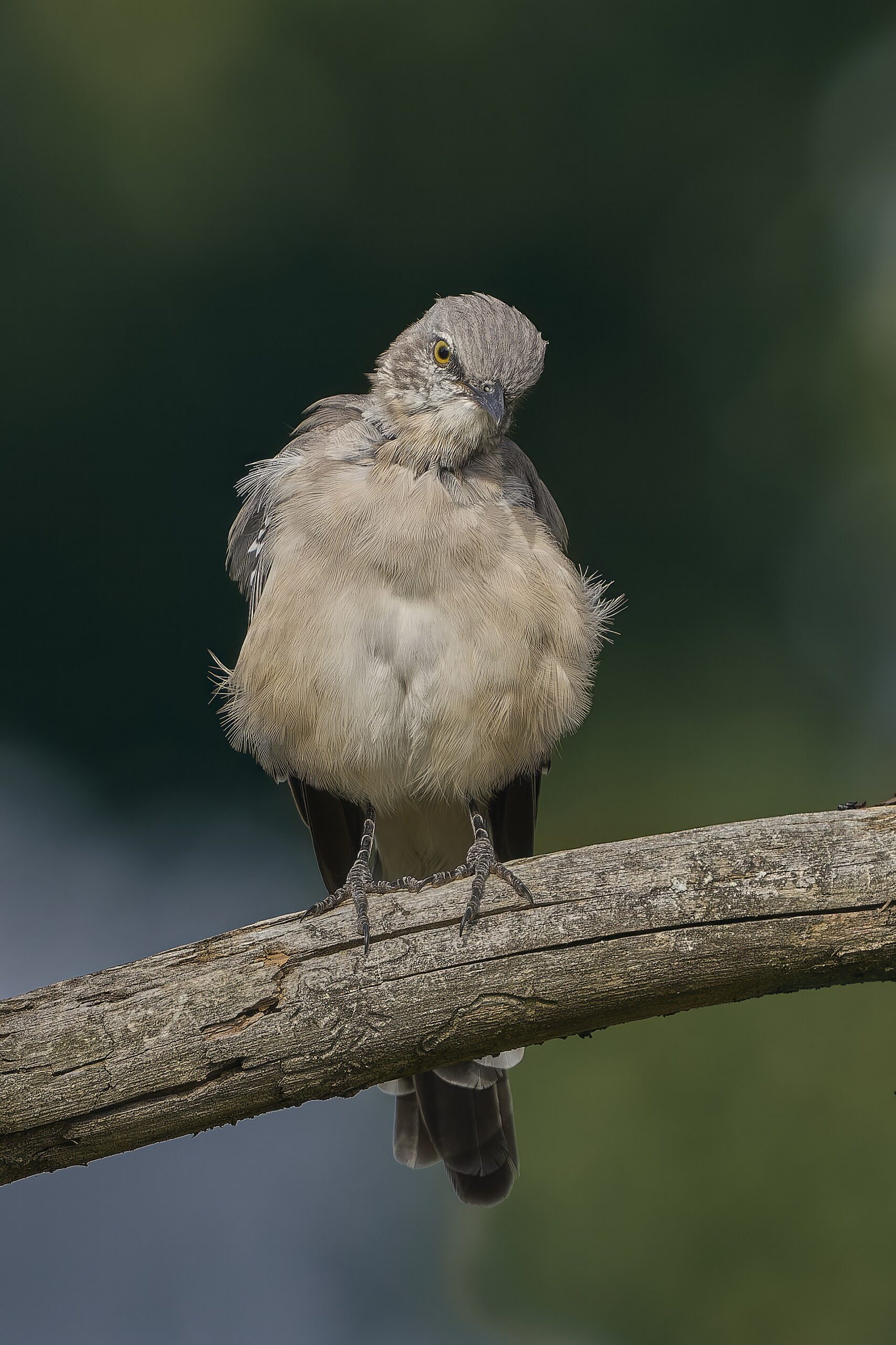 Northern Mockingbird ()