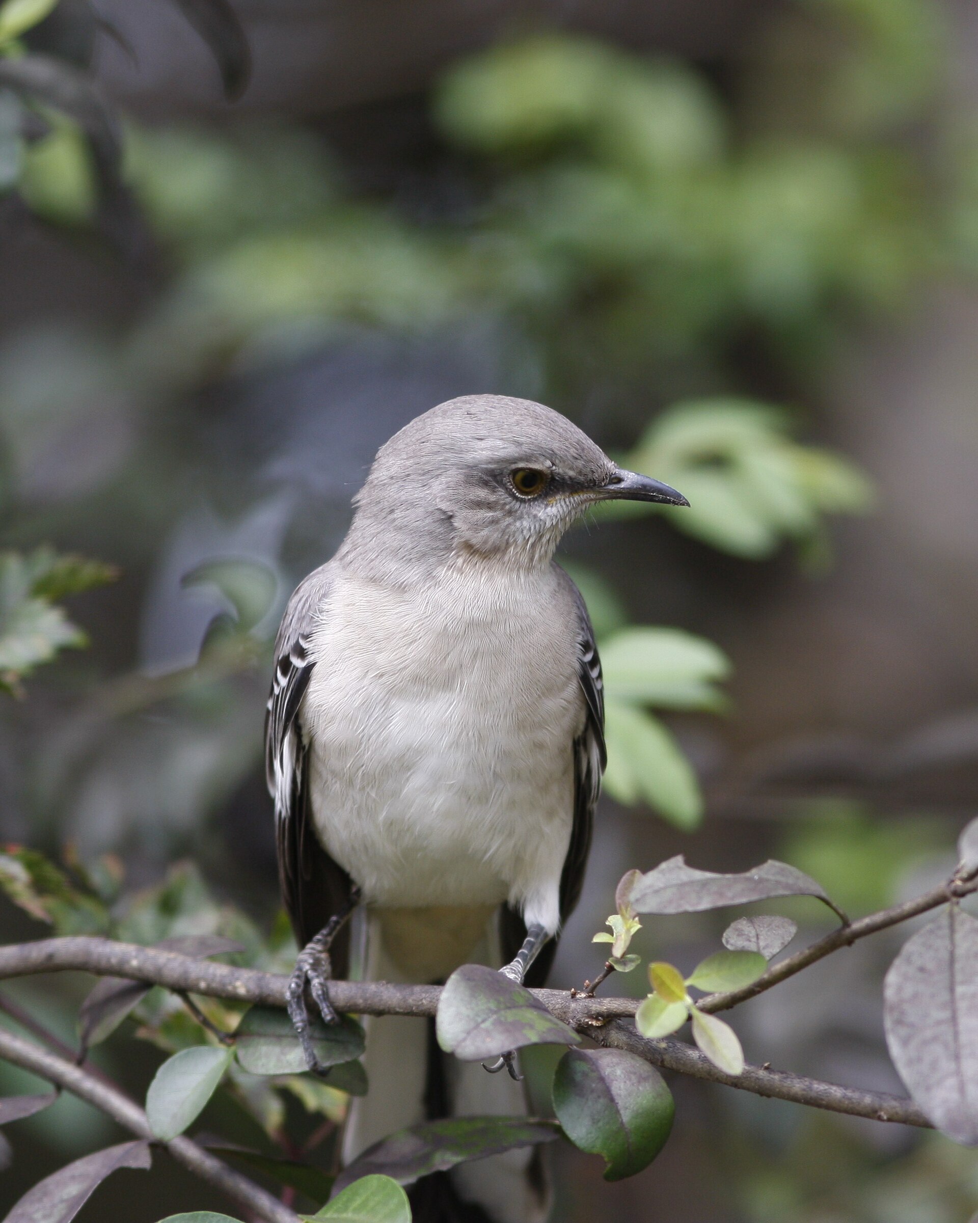 Northern Mockingbird Song Northern Mockingbird Song ()