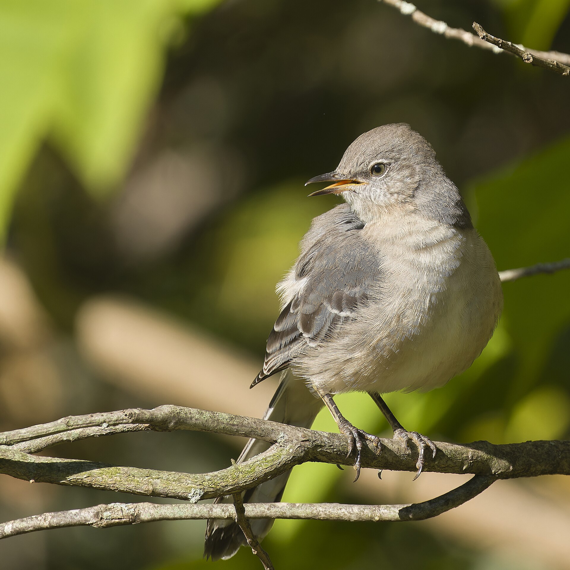 Northern Mockingbird Summary ()