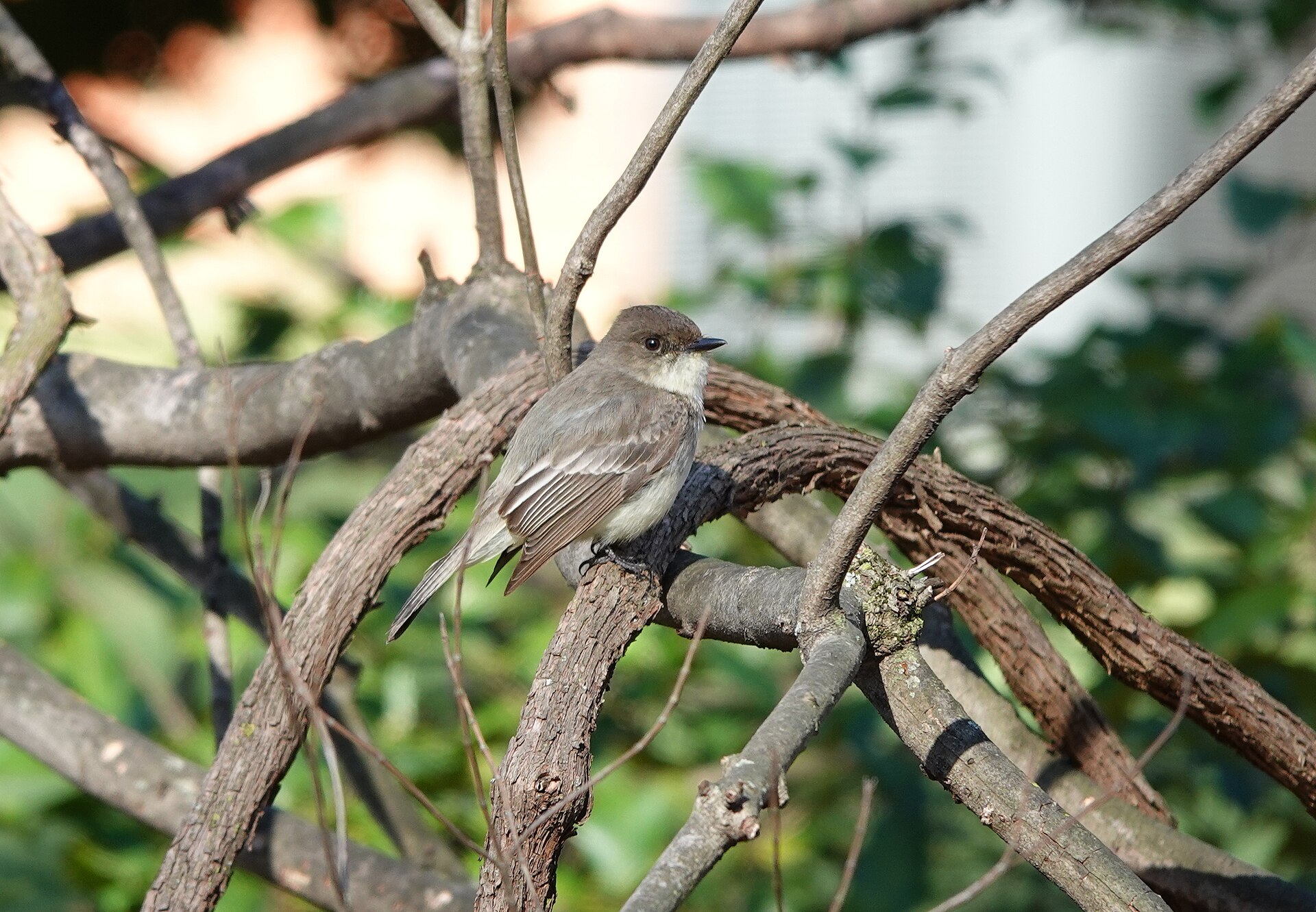 Northern Phoebe Northern Phoebe ()