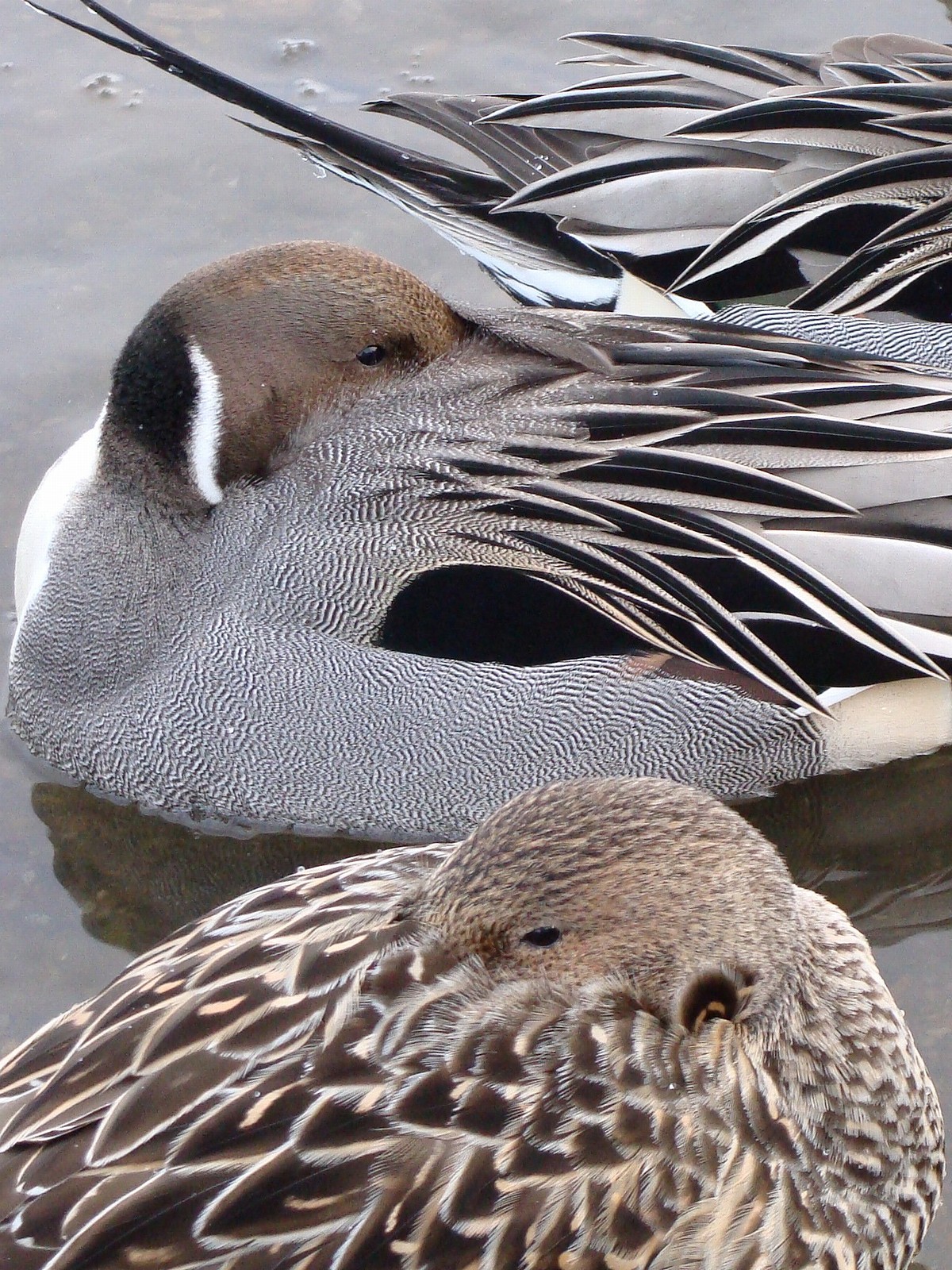 Northern Pintail Northern Pintail (Anas acuta)