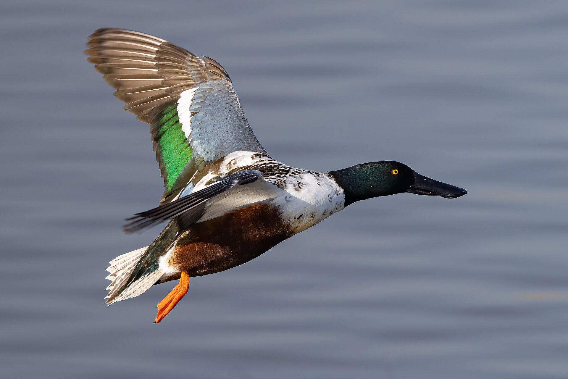 Northern Shoveler Northern Shoveler (Spatula clypeata)