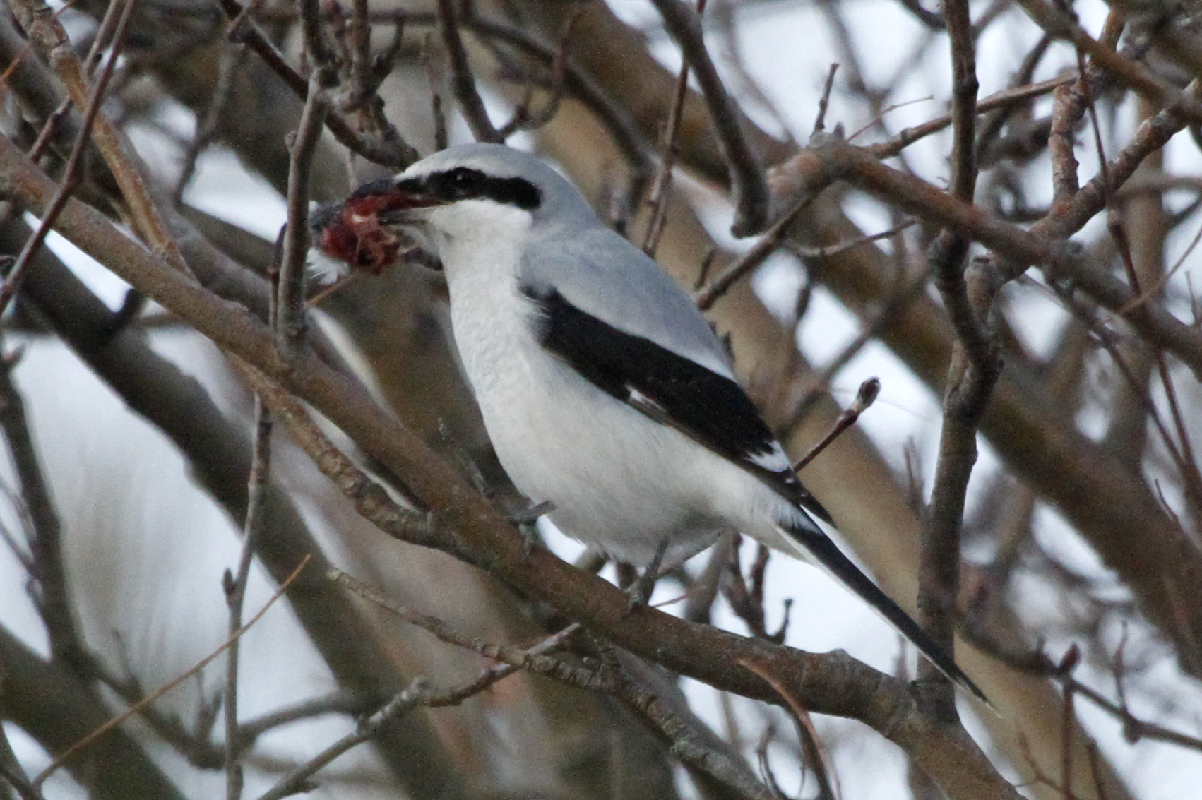 Northern Shrike ()