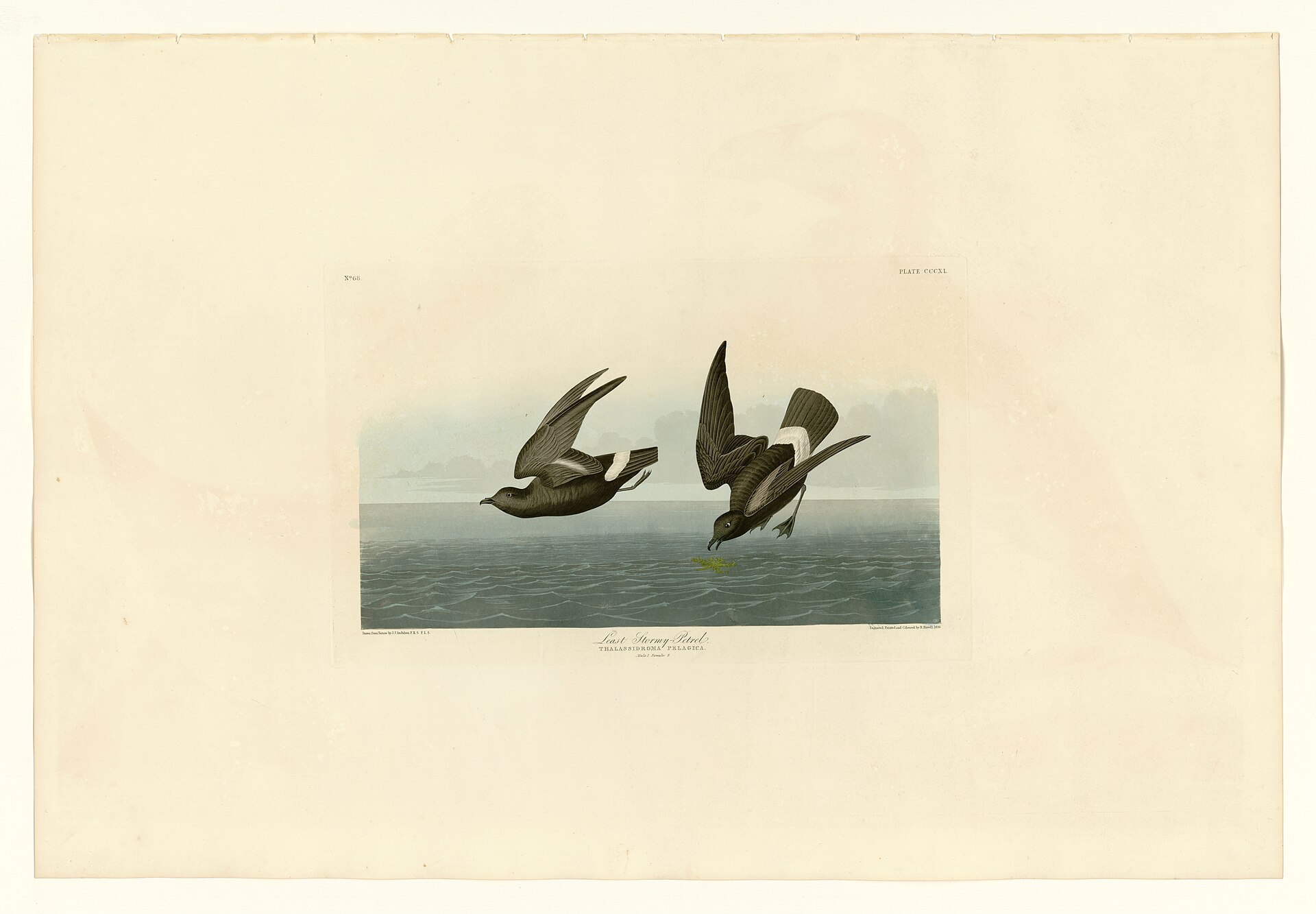 Northern Storm-Petrel Northern Storm-Petrel ()