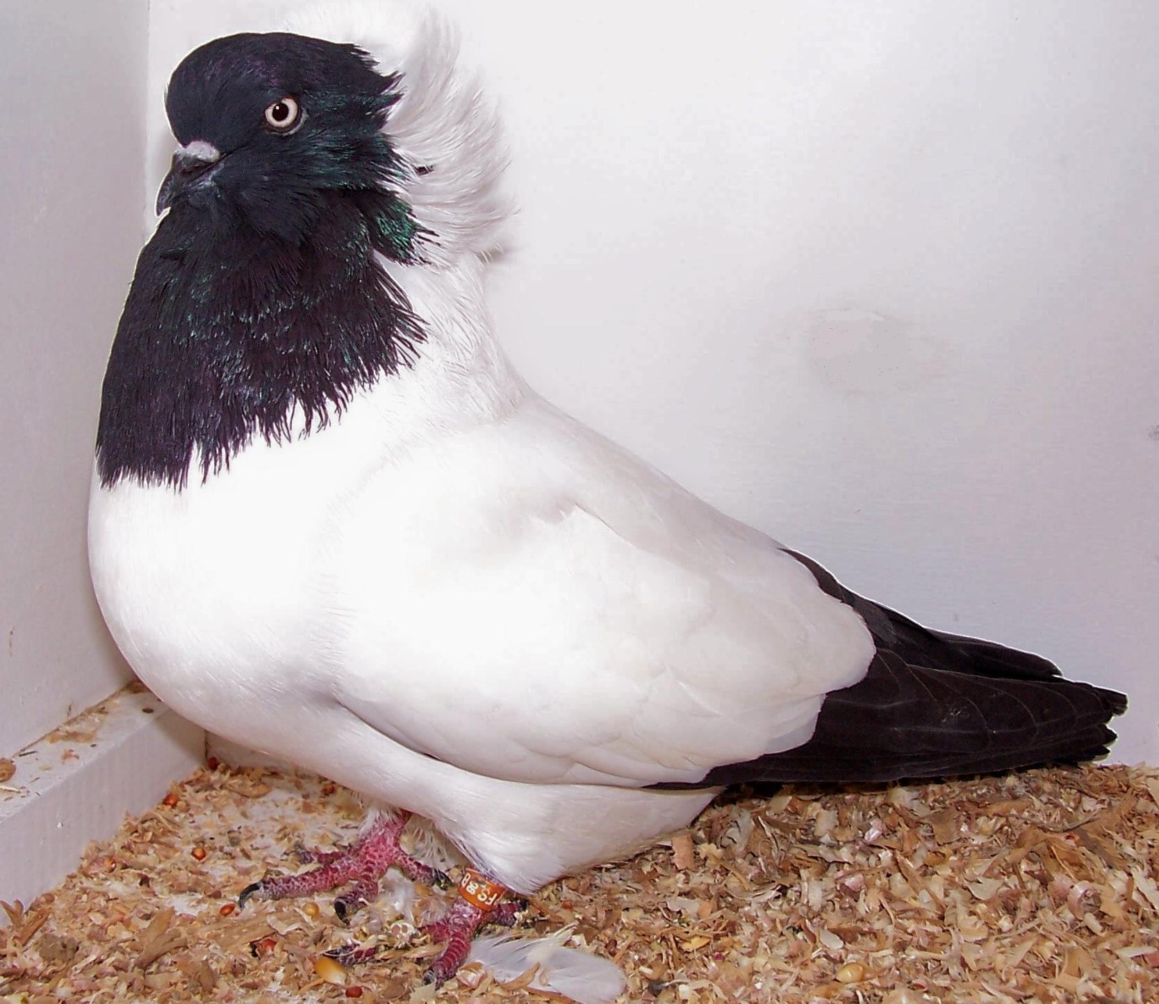 Nun Pigeon Nun Pigeon ()