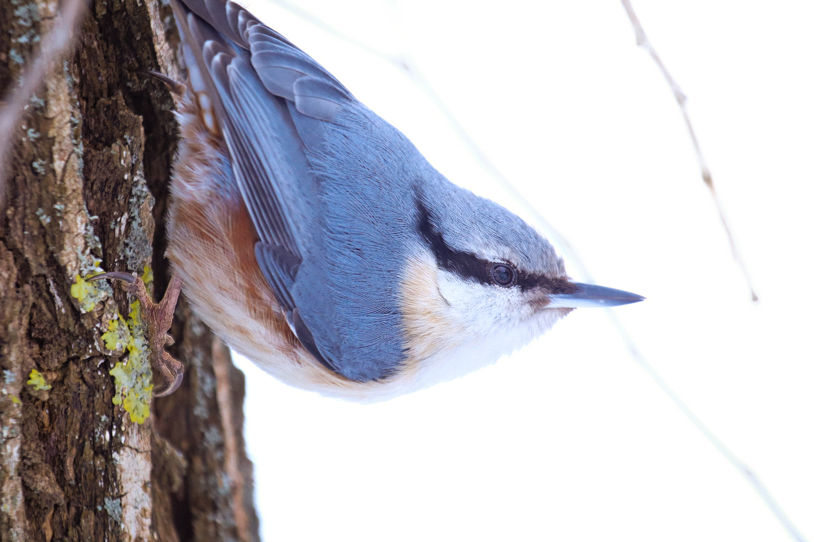 Nuthatch Nuthatch (Sitta europaea)
