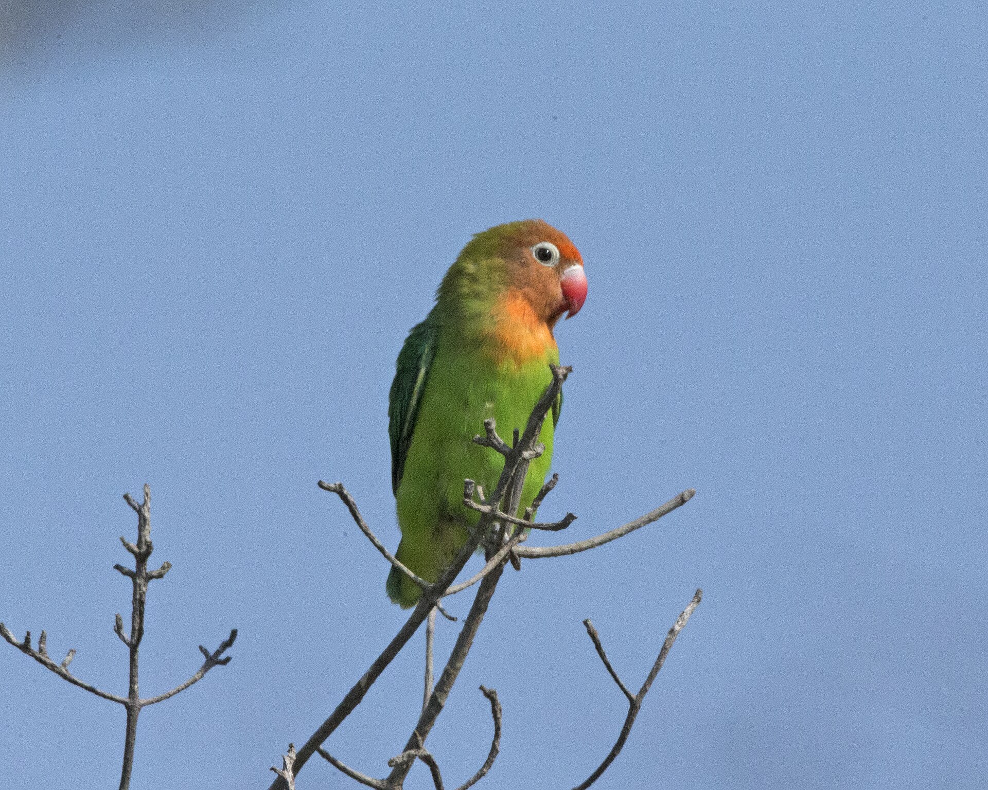 Nyasa Lovebird (Agapornis lilianae)