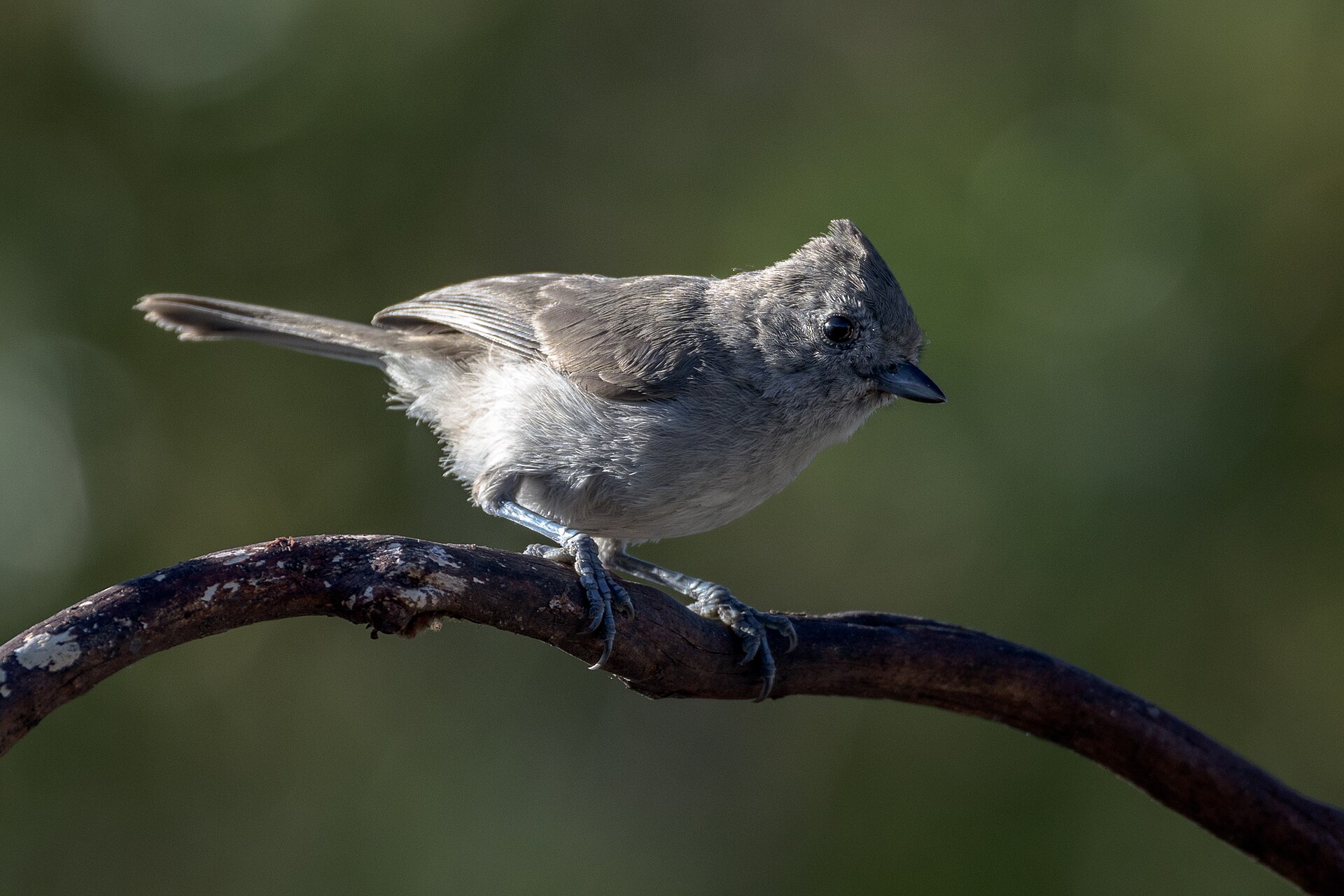 Oak Titmouse ()