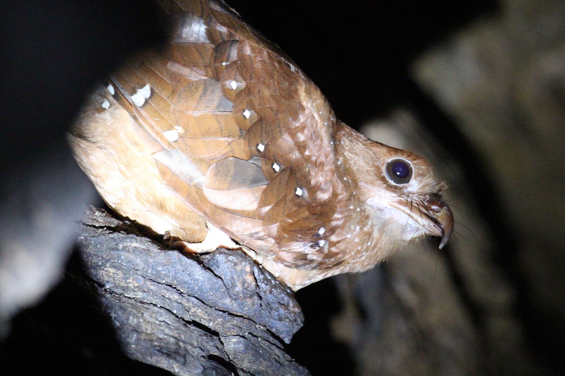 Oilbird Oilbird (Steatornis caripensis)