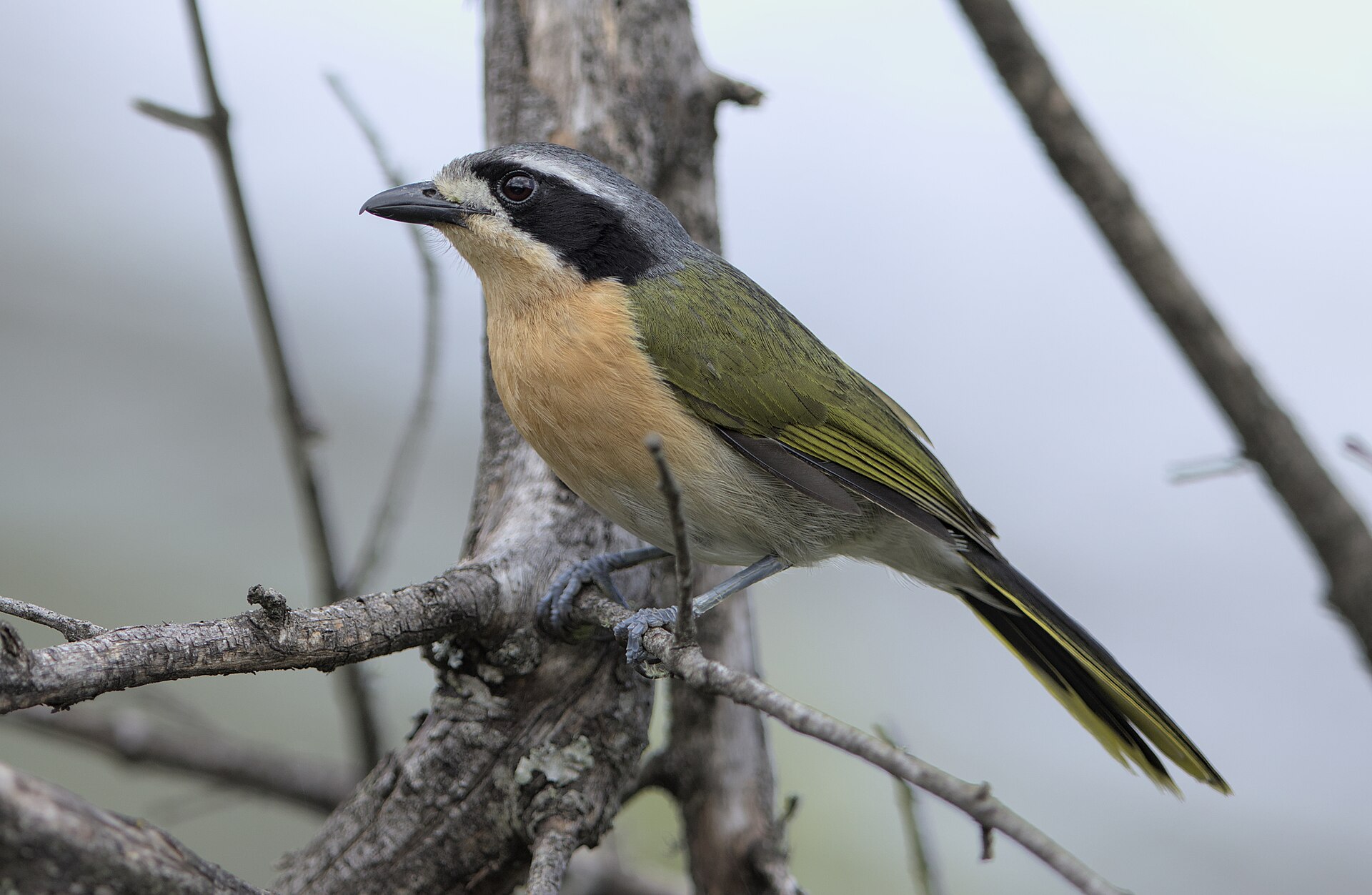 Olive Bushshrike (Telophorus olivaceus)