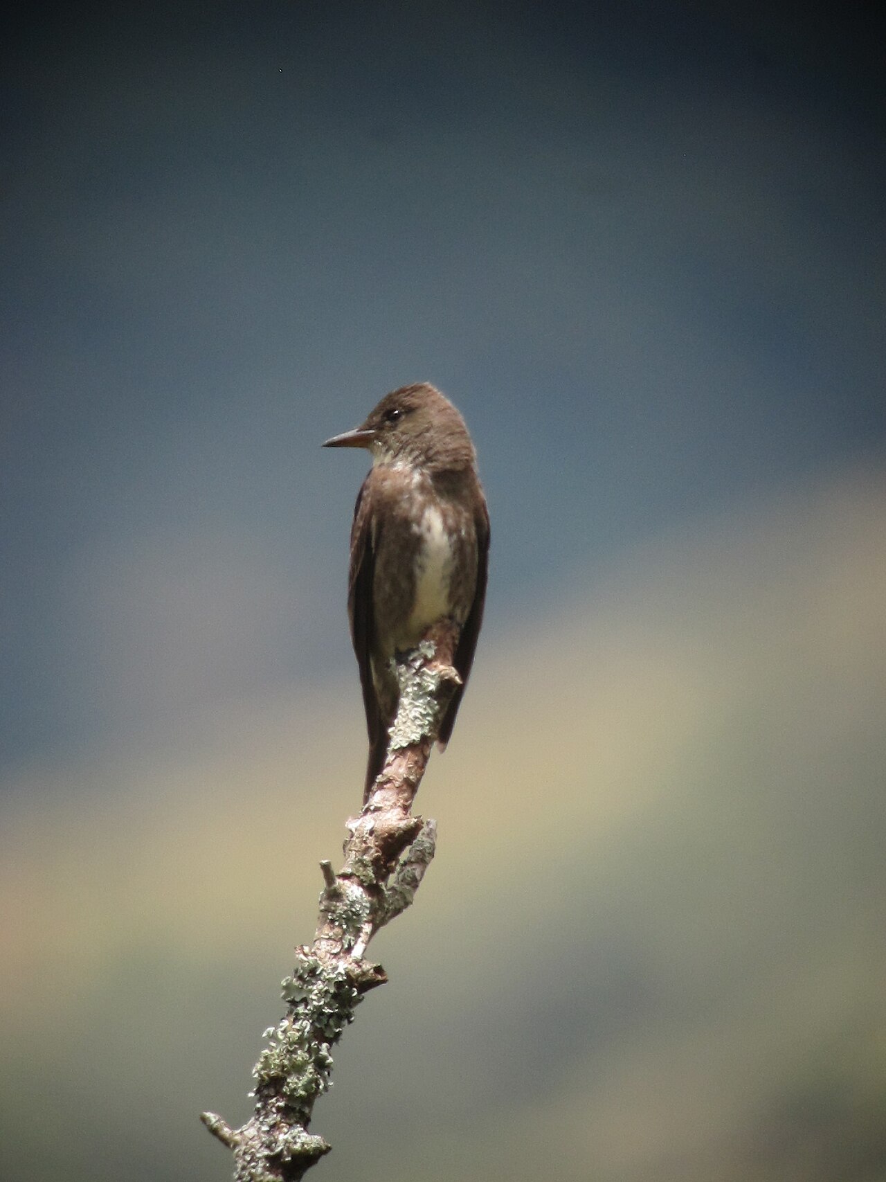 Olive-sided Flycatcher ()