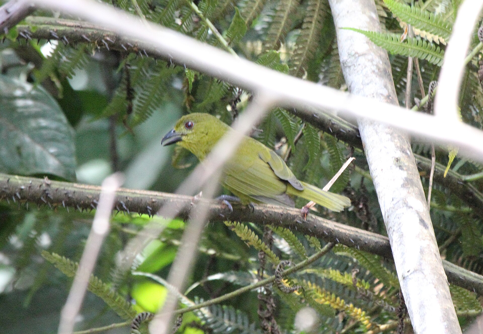 Olive Tanager Olive Tanager (Chlorothraupis carmioli)