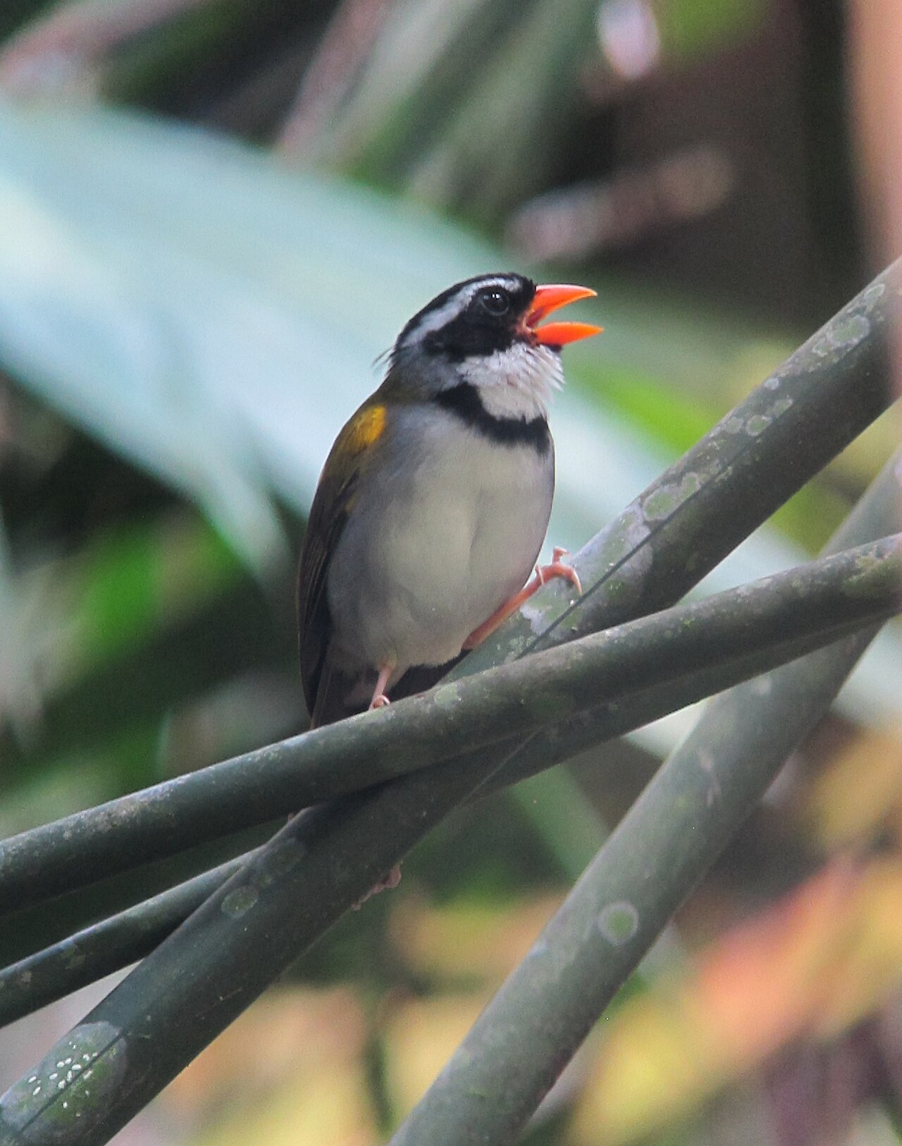 Orange-billed Sparrow ()