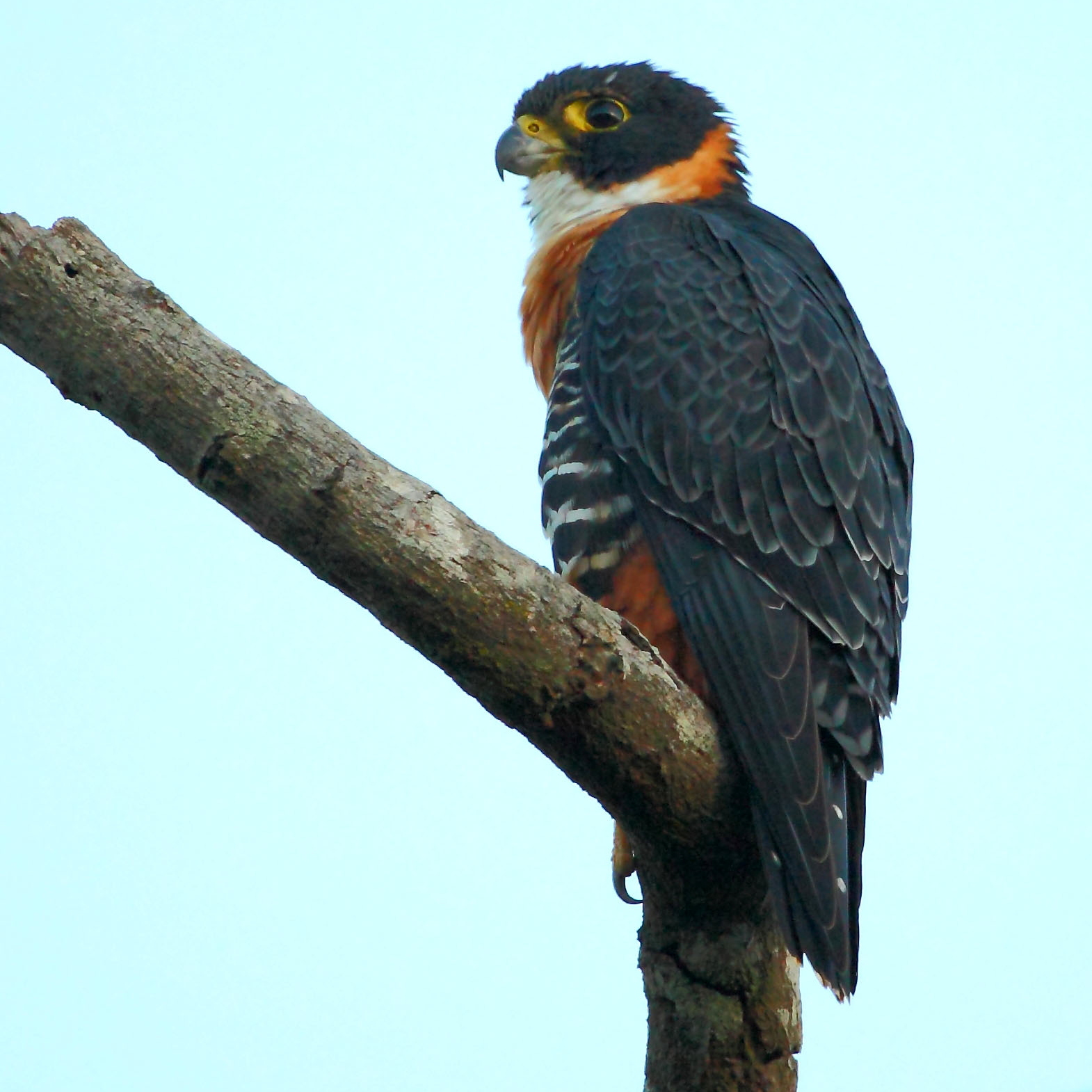 Orange-breasted Falcon (Falco deiroleucus)
