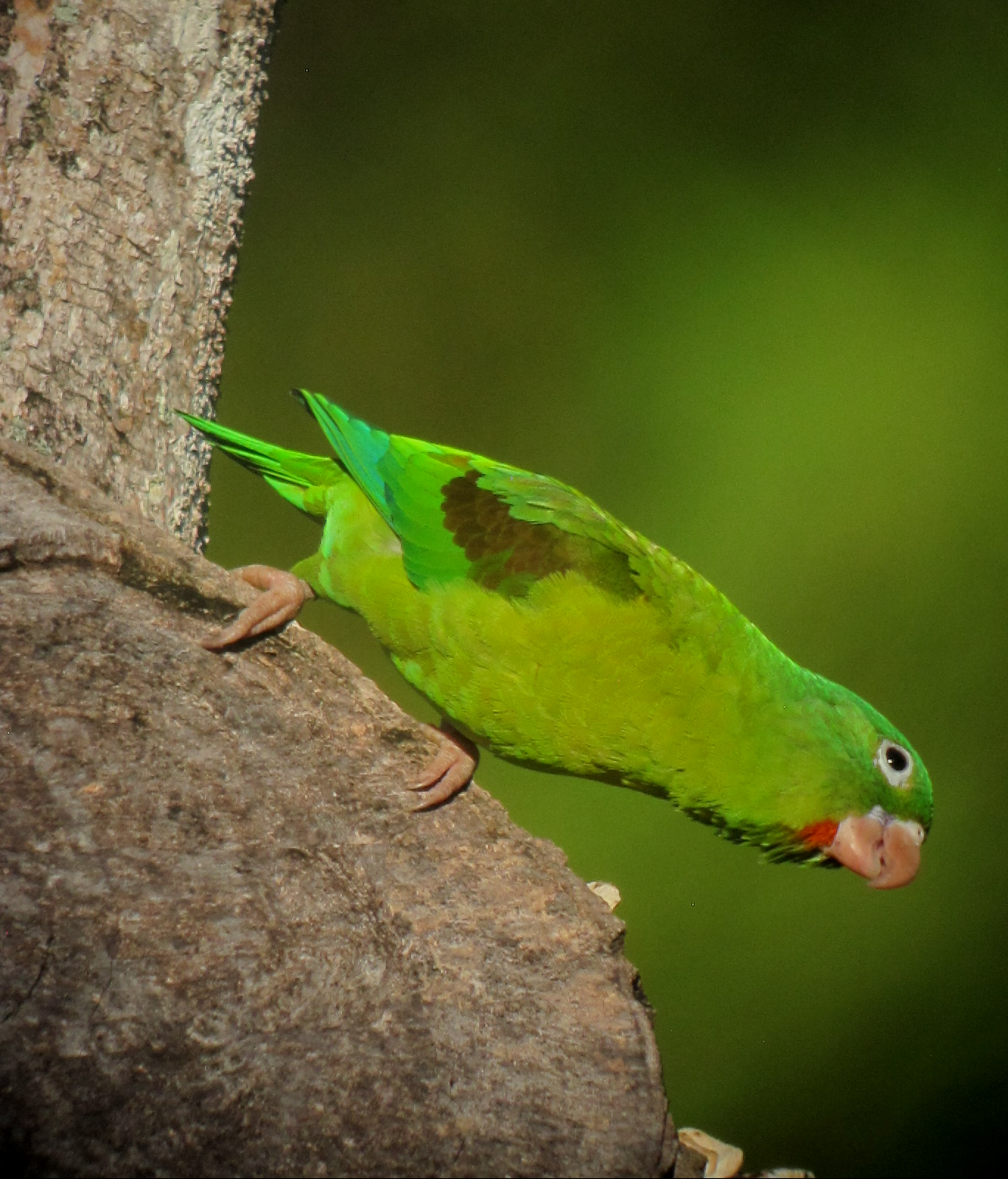 Orange-chinned Parakeet Orange-chinned Parakeet (Perico bronceado)