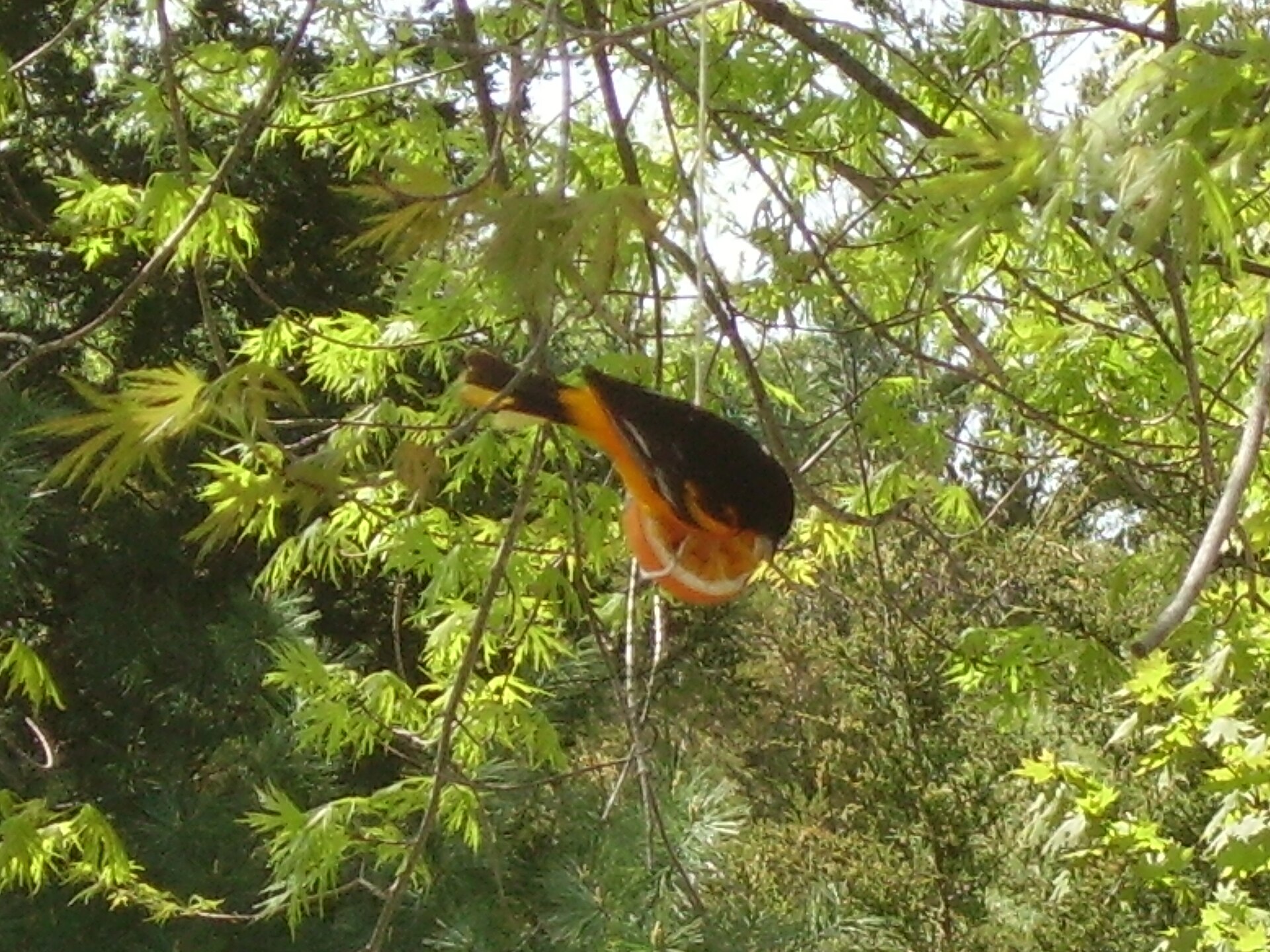 Orange Oriole Orange Oriole (Icterus auratus)