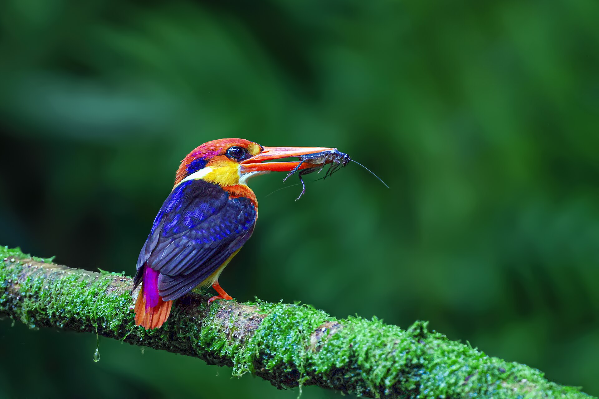 Oriental Dwarf Kingfisher ()