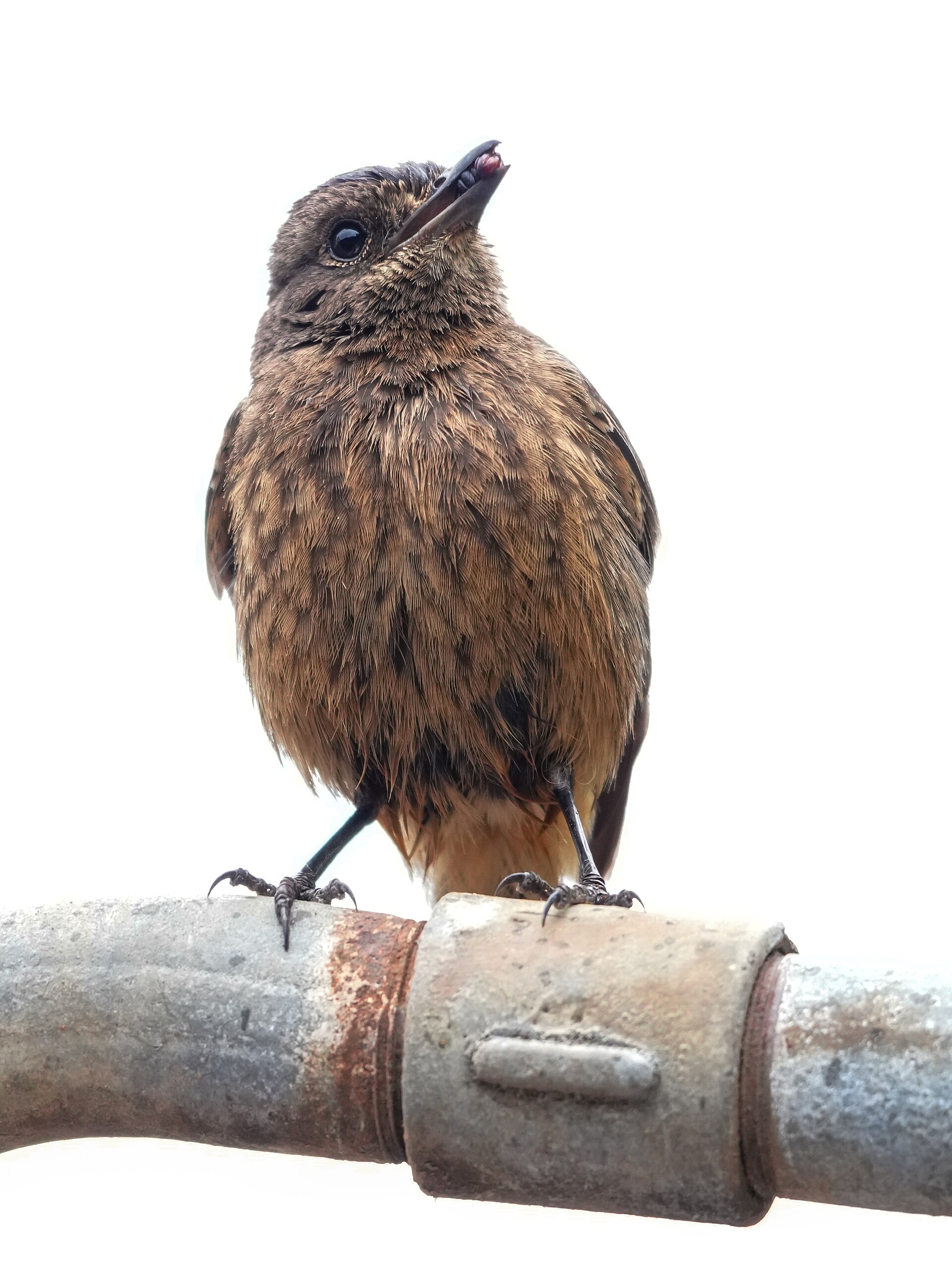 Oriental Magpie-Robin (Copsychus saularis)